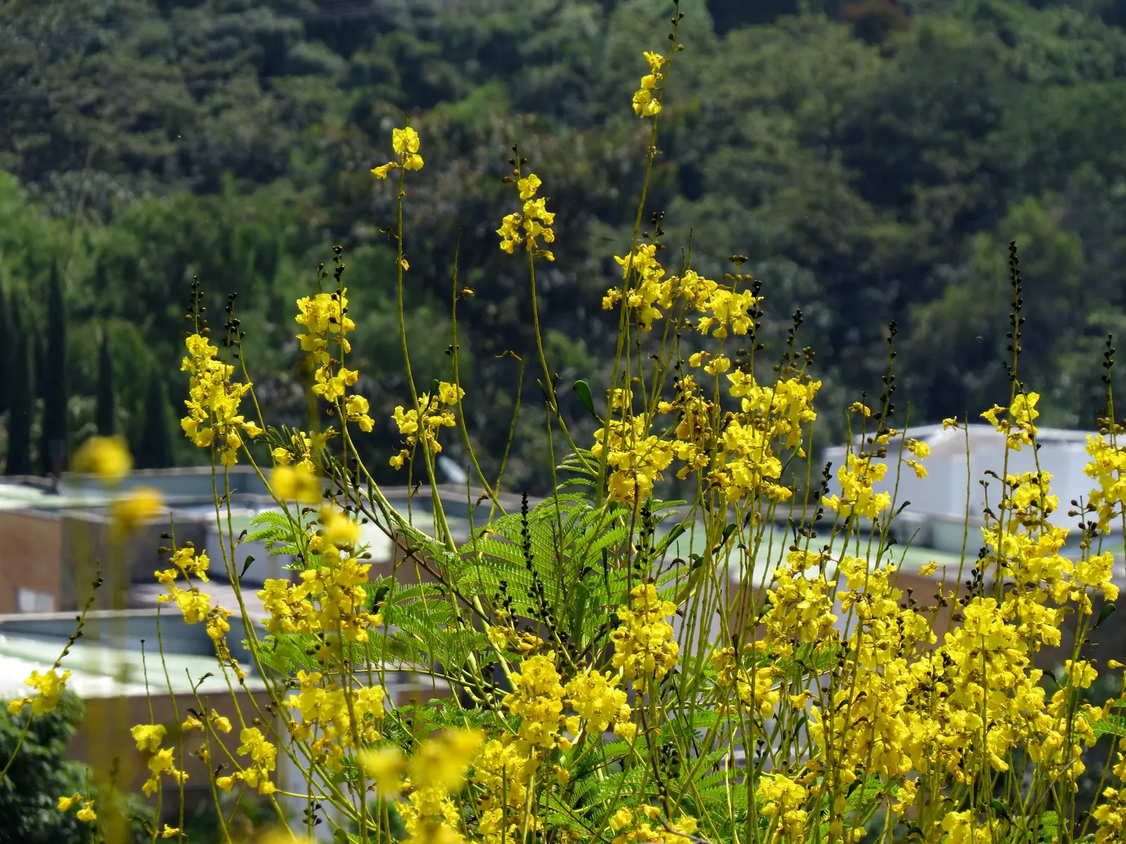 Brazilian Fern Tree (Schizolobium Parahyba) — Native to Brazil and parts of Central America; it dazzles with fern-like leaves and vivid yellow, image 51