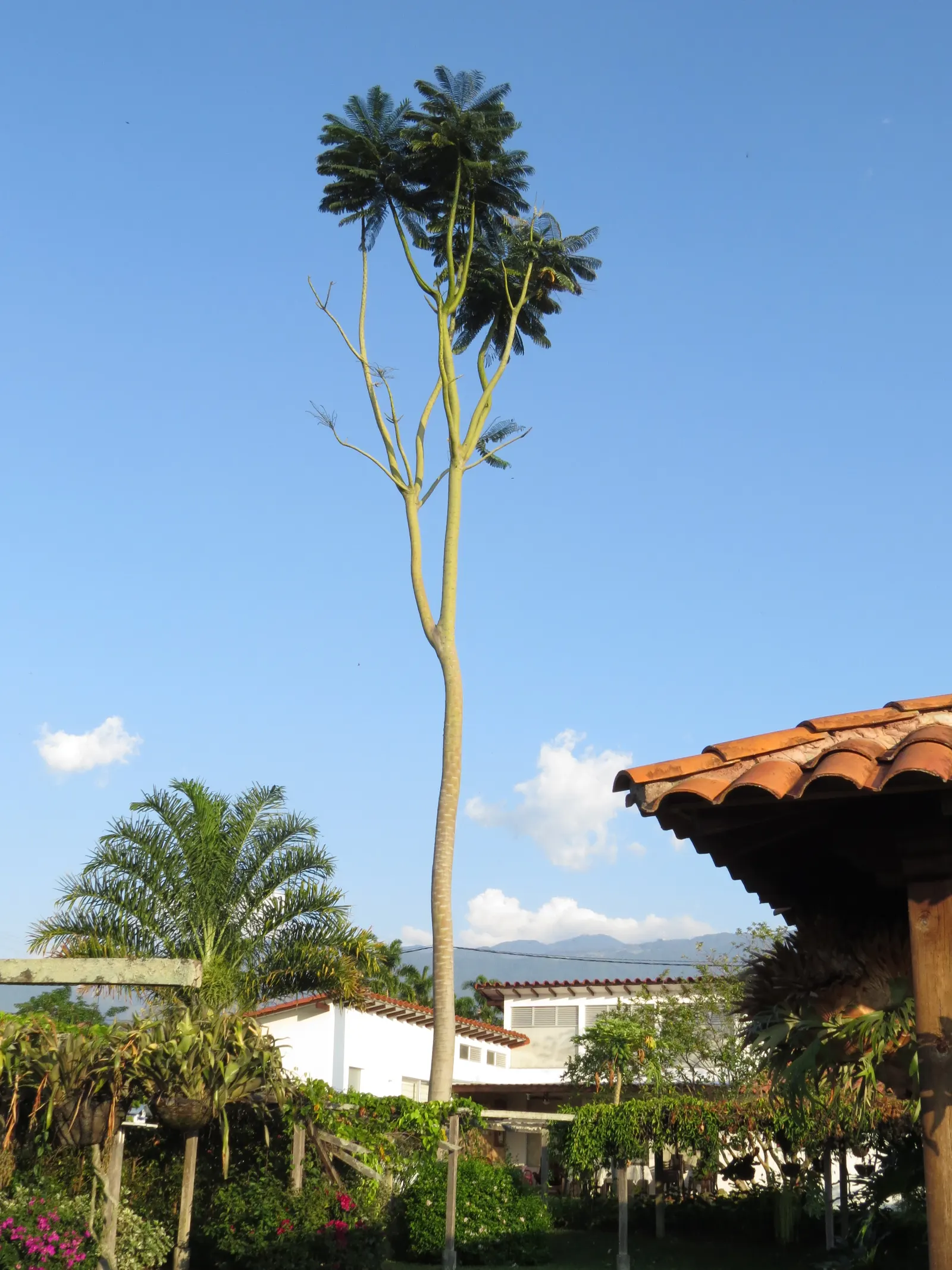 Brazilian Fern Tree (Schizolobium Parahyba) — yellow flowers in the garden