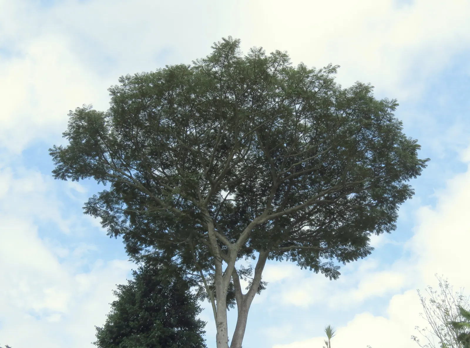 Brazilian Fern Tree (Schizolobium Parahyba) — fern-like foliage that provides a soft and delicate texture