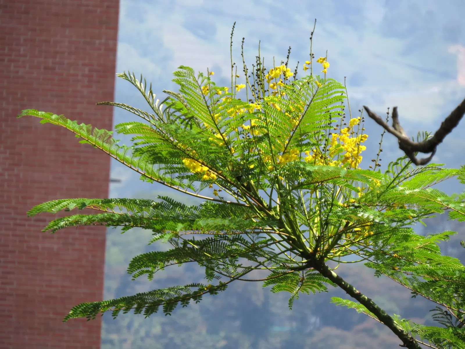 Brazilian Fern Tree (Schizolobium Parahyba) — Prefers full sun and well-drained soil; and while it tolerates a degree of drought once established