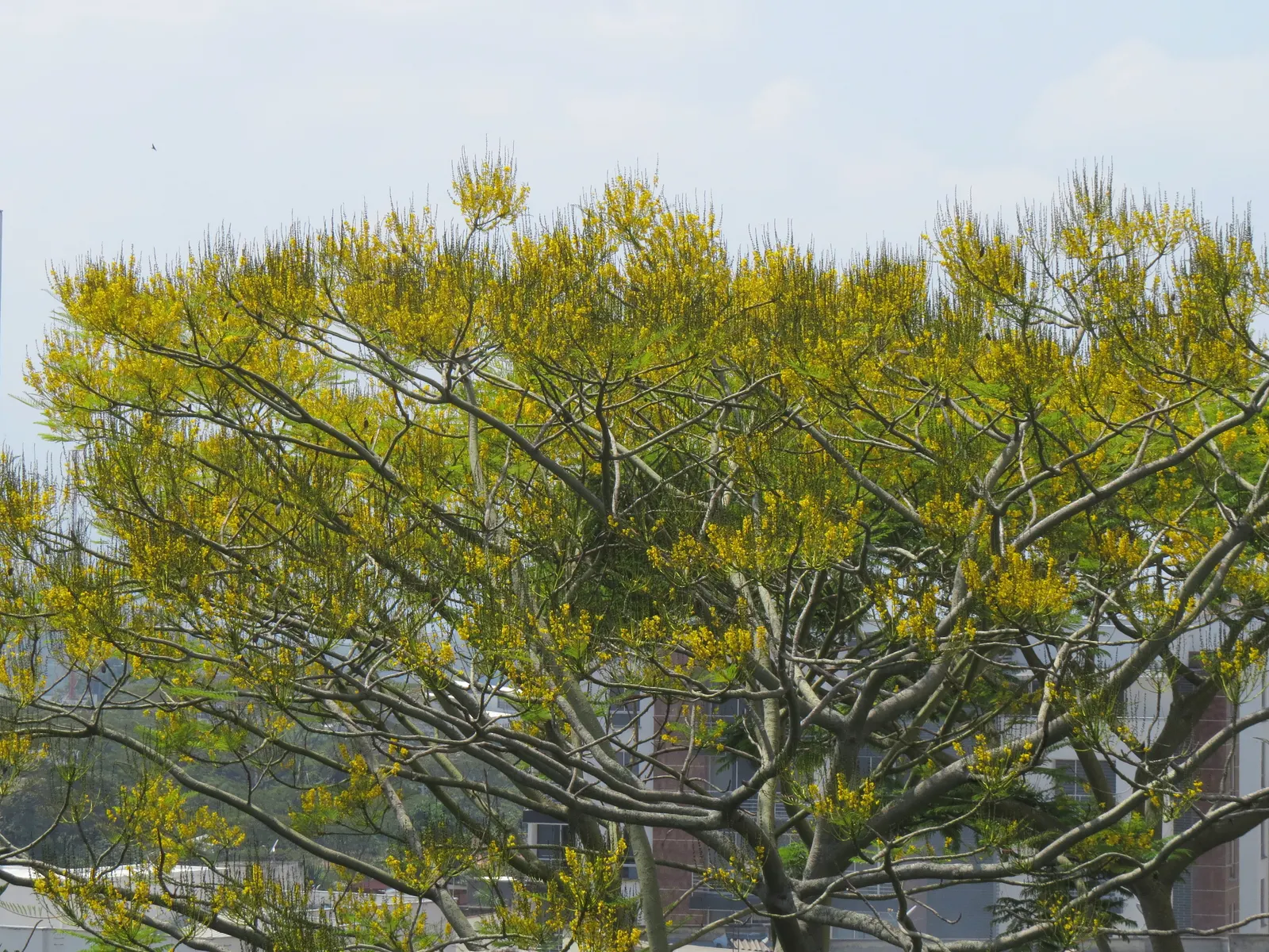 Brazilian Fern Tree (Schizolobium Parahyba) — airy crown create a light