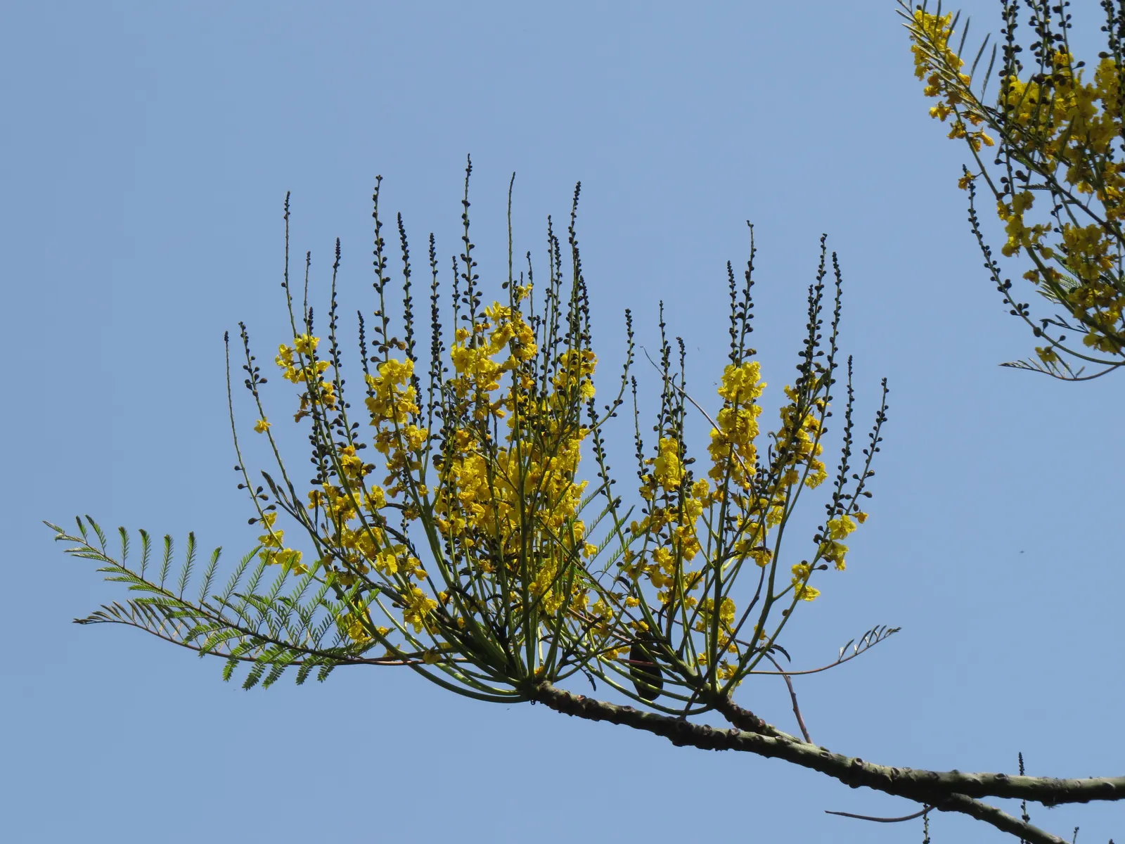 Brazilian Fern Tree (Schizolobium Parahyba) — contrasting sharply with the robustness of its structure; tropical deciduous tree reaching up to 40-50 ft tall