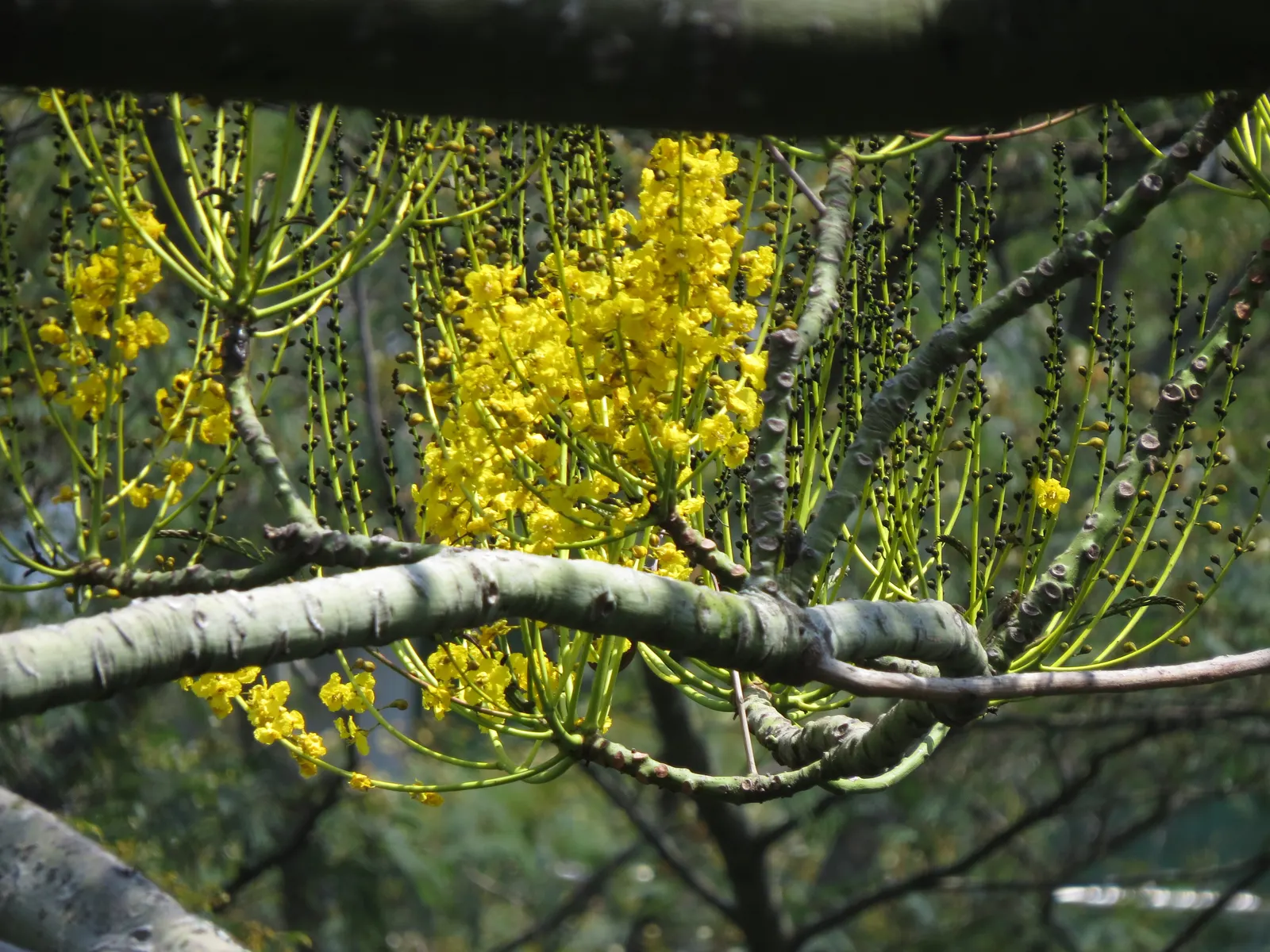 Brazilian Fern Tree (Schizolobium Parahyba) — tree with yellow blooms; the Brazilian Fern Tree grows at an impressively fast rate, image 65