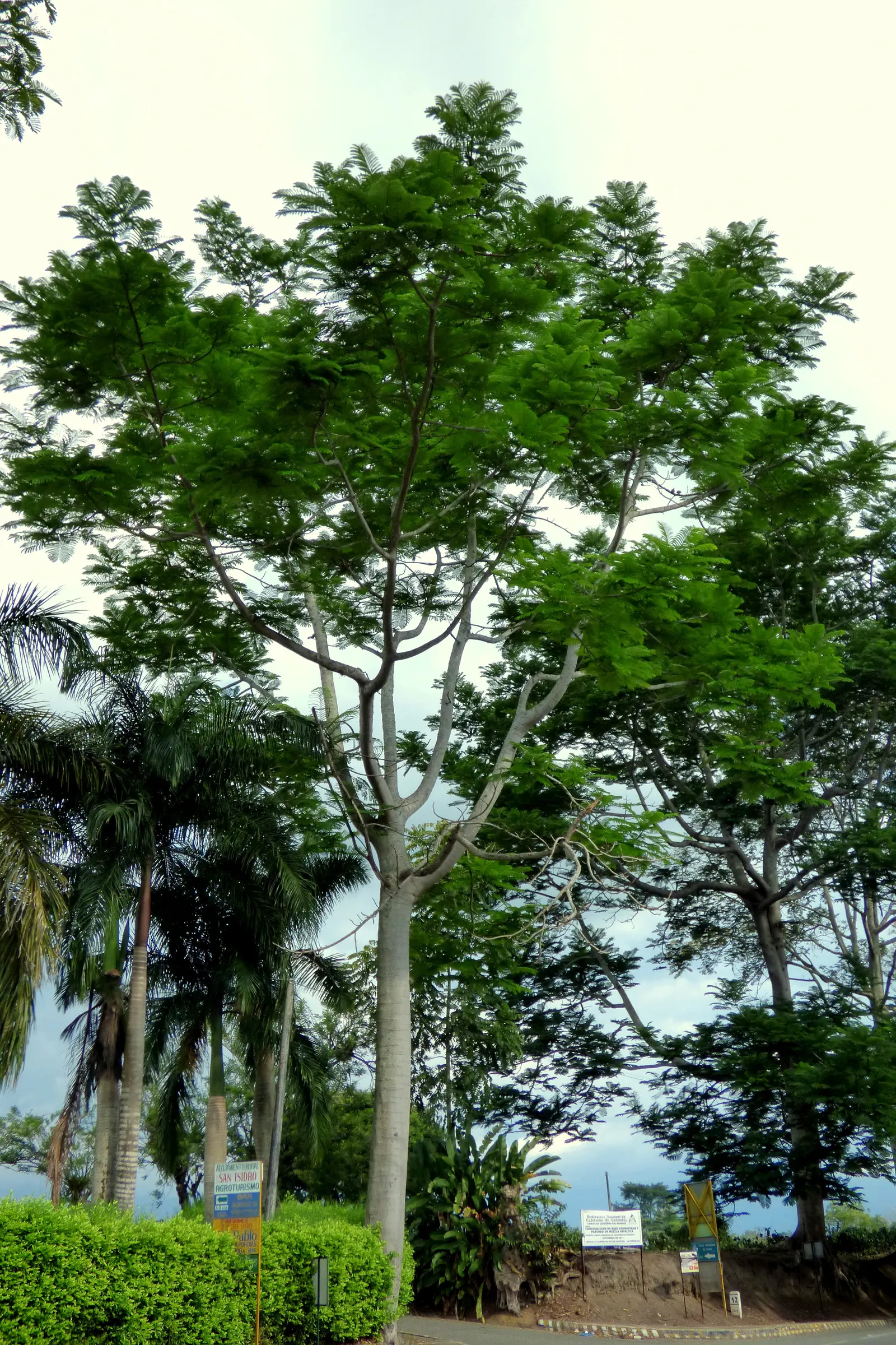 Brazilian Fern Tree (Schizolobium Parahyba) — is a tropical marvel that offers a bold statement in any landscape; it prefers a full sun exposure, image 50