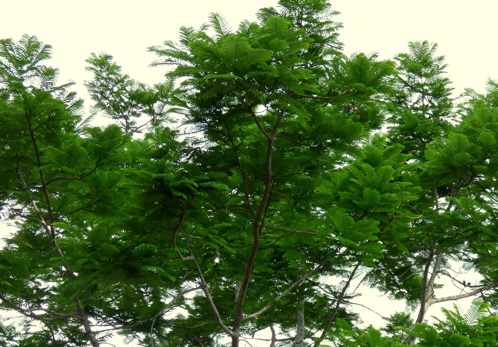 Brazilian Fern Tree (Schizolobium Parahyba) — contrasting sharply with the robustness of its structure; tropical deciduous tree reaching up to, image 54