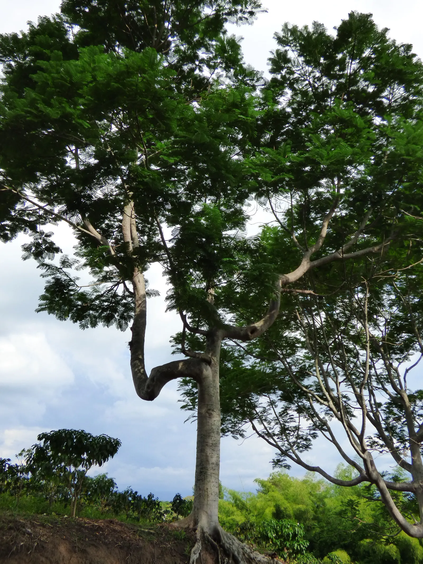 Brazilian Fern Tree (Schizolobium Parahyba) — grayish-green bark and the open; native to Brazil and parts of Central America