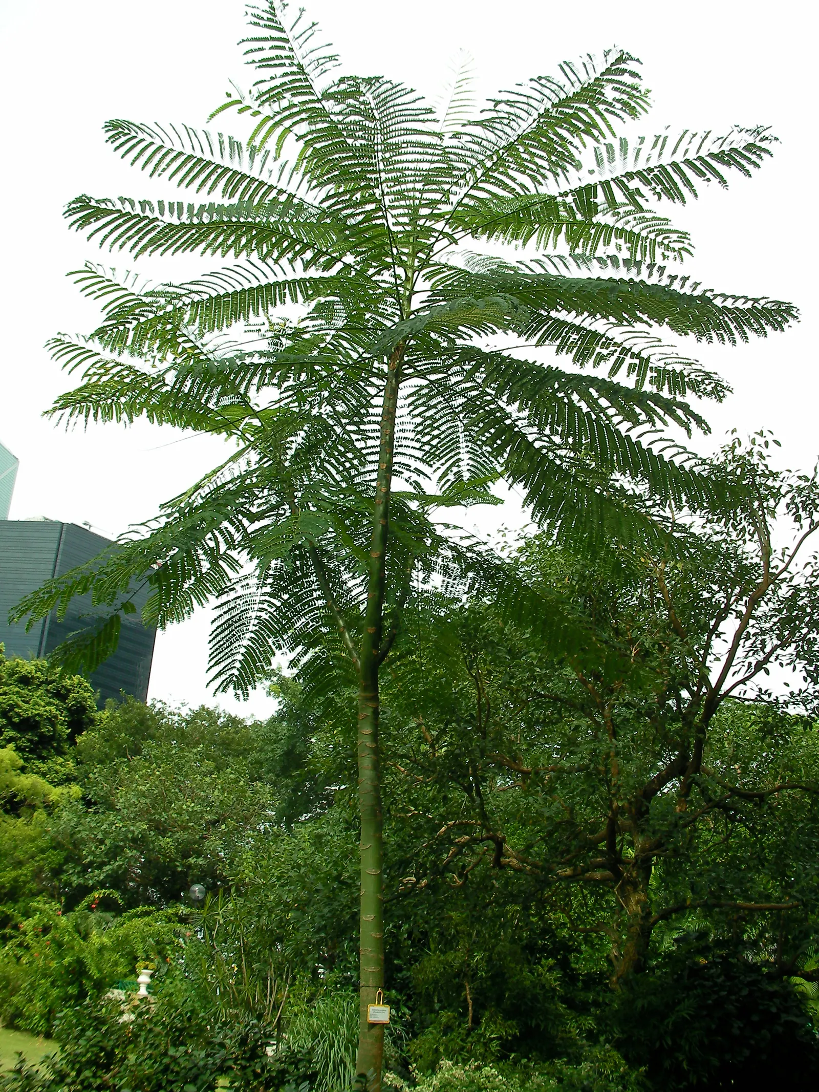 Brazilian Fern Tree (Schizolobium Parahyba) — and while it tolerates a degree of drought once established