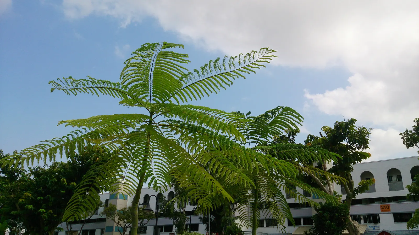 Brazilian Fern Tree (Schizolobium Parahyba) — airy crown create a light; grayish-green bark and the open, image 59