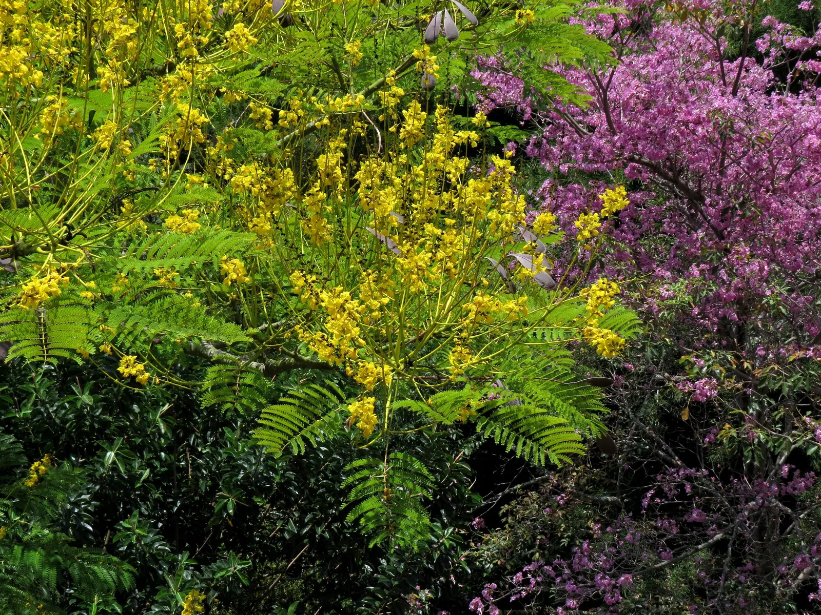 Brazilian Fern Tree (Schizolobium Parahyba) — tree for full or half; regular watering promotes optimal growth and health.<br><br>Given its size