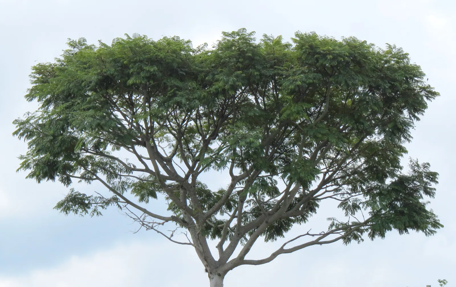 Brazilian Fern Tree (Schizolobium Parahyba) — tree with yellow blooms