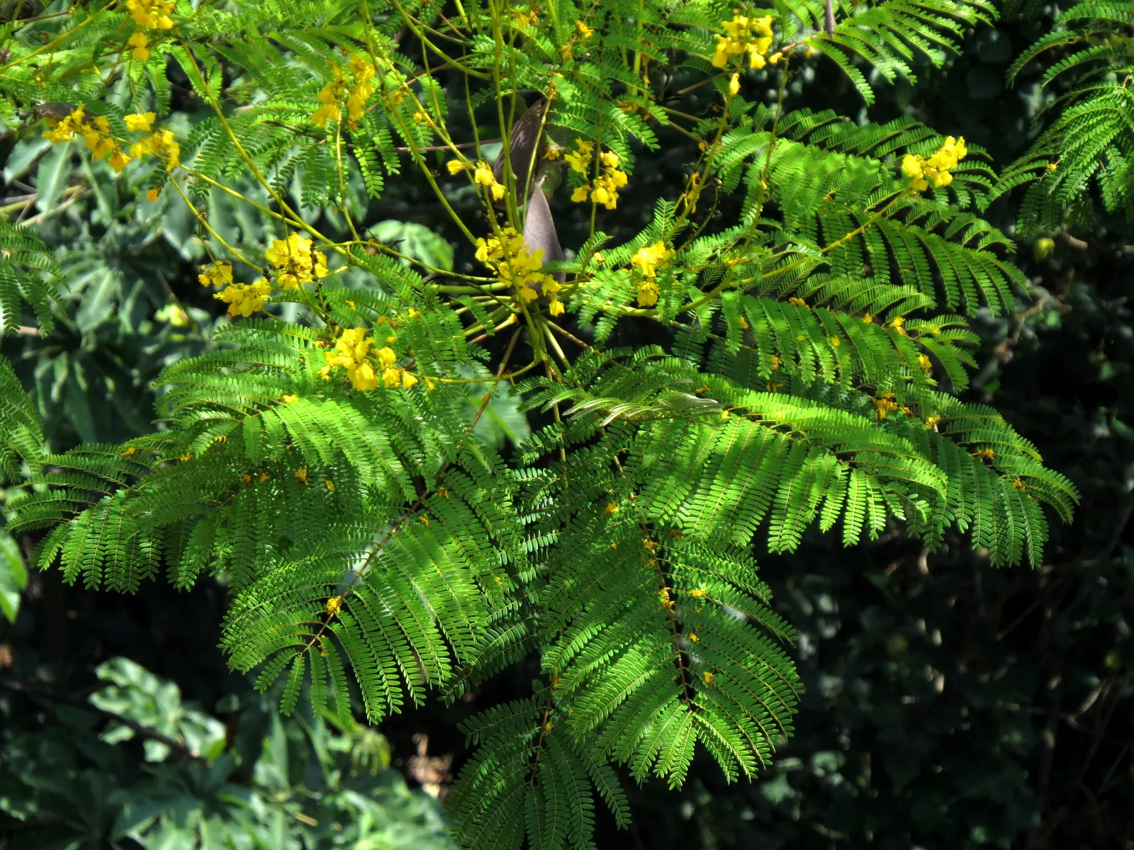 Brazilian Fern Tree (Schizolobium Parahyba) — is a tropical marvel that offers a bold statement in any landscape