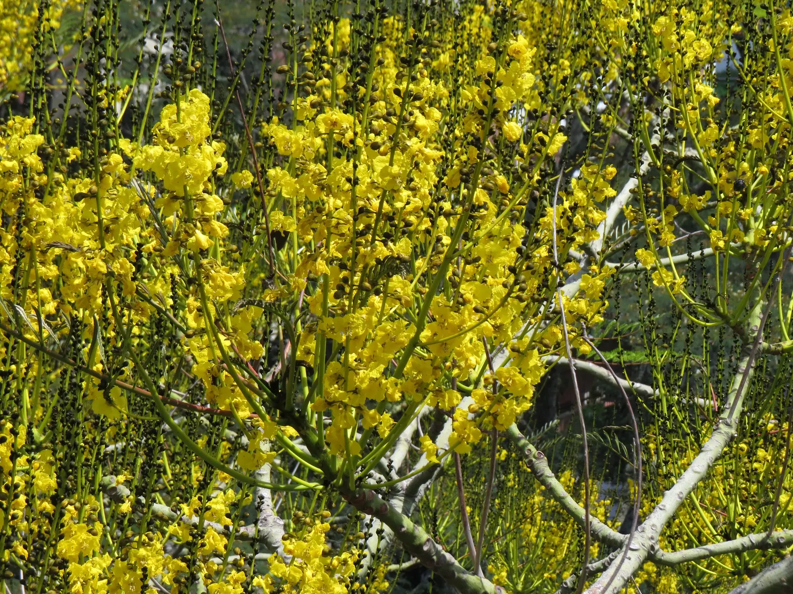 Brazilian Fern Tree (Schizolobium Parahyba) — this deciduous beauty is renowned for its feathery