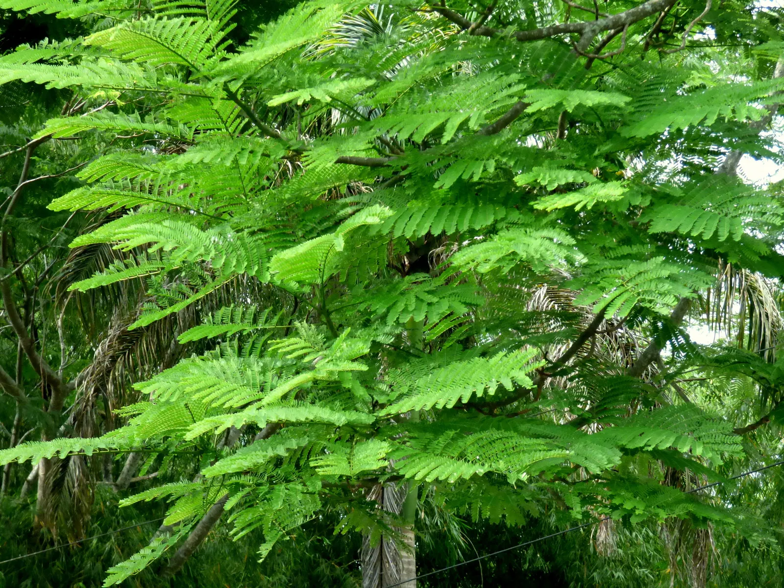 Brazilian Fern Tree (Schizolobium Parahyba) — often adding up to 10 feet in height annually; tree for full or half