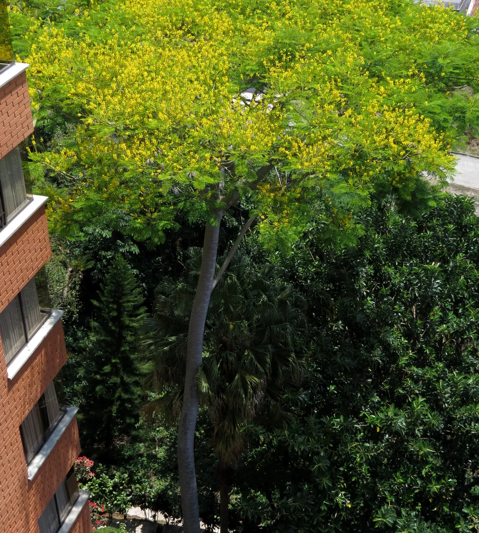 Brazilian Fern Tree (Schizolobium Parahyba) — the Brazilian Fern Tree grows at an impressively fast rate