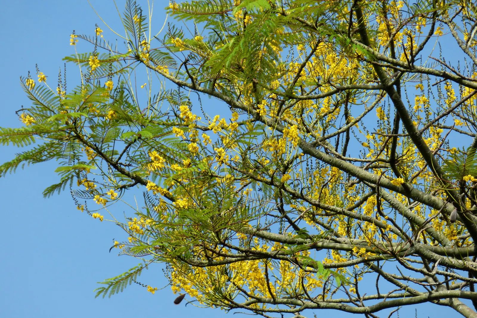 Brazilian Fern Tree (Schizolobium Parahyba) — yellow flowers in the garden; scientifically known as Schizolobium parahyba, image 64