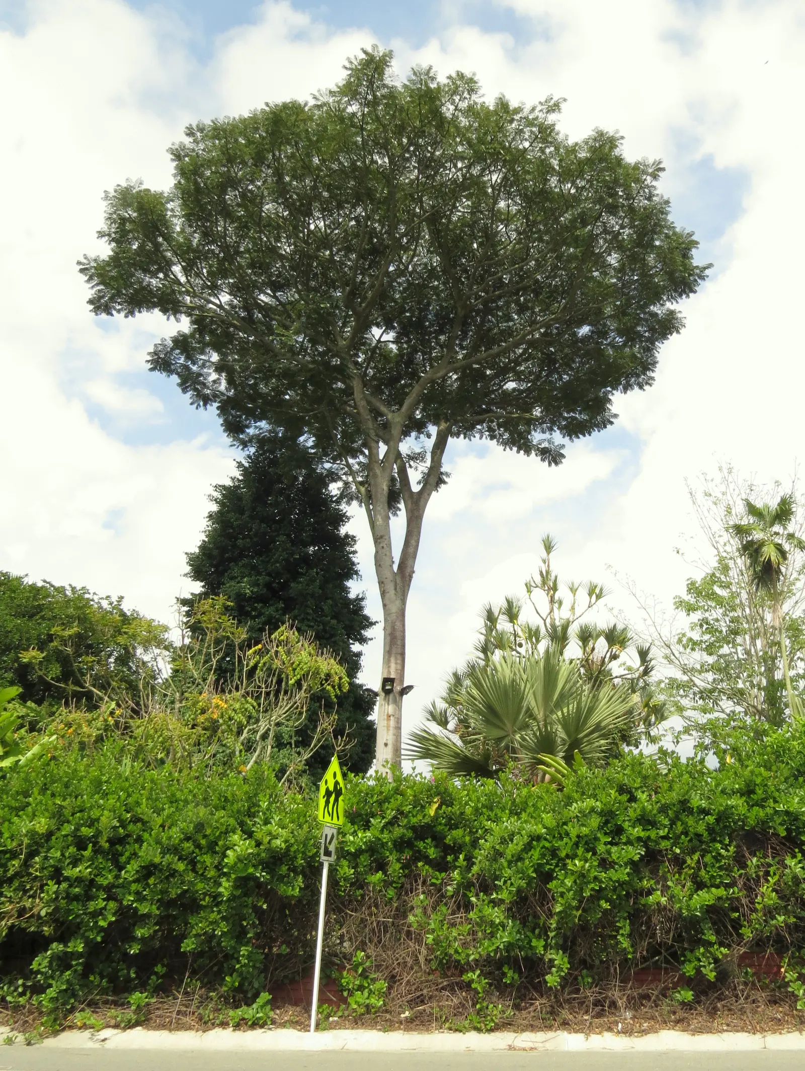 Brazilian Fern Tree (Schizolobium Parahyba) — is a tropical marvel that offers a bold statement in any landscape; it prefers a full sun exposure with