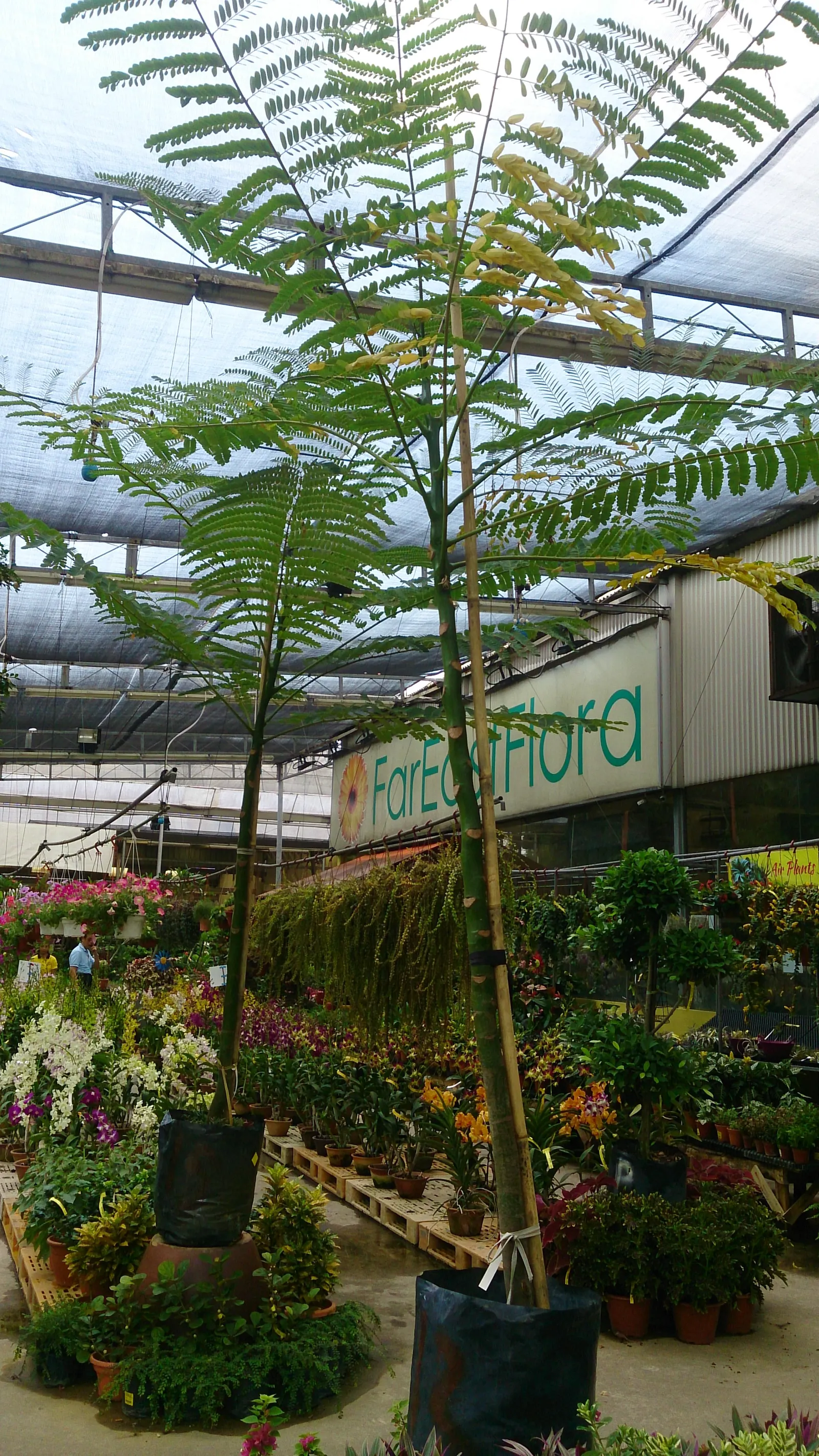 Brazilian Fern Tree (Schizolobium Parahyba) — It prefers a full sun exposure with well-drained soil