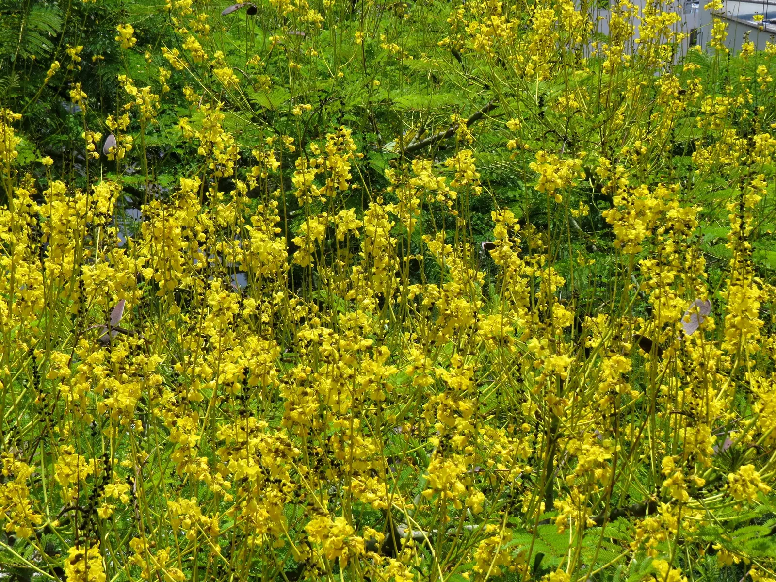 Brazilian Fern Tree (Schizolobium Parahyba) — contrasting sharply with the robustness of its structure