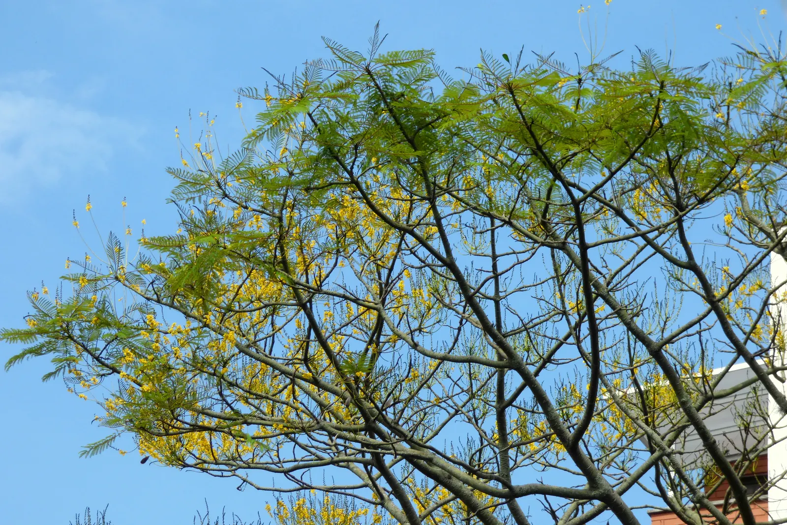 Brazilian Fern Tree (Schizolobium Parahyba) — often adding up to 10 feet in height annually; tree for full or half, image 57