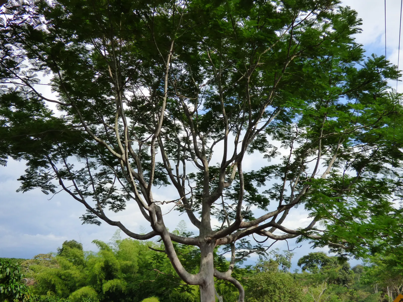 Brazilian Fern Tree (Schizolobium Parahyba) — Prefers full sun and well-drained soil