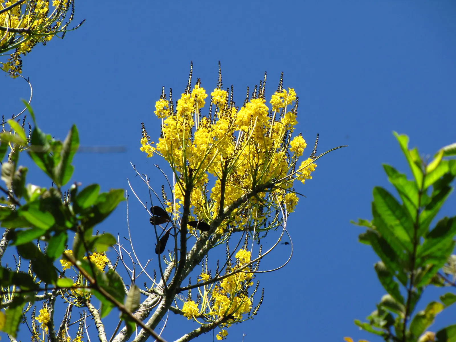 Brazilian Fern Tree (Schizolobium Parahyba) — yellow flowers that resemble a bottlebrush and are a magnet for pollinators; tree with yellow blooms