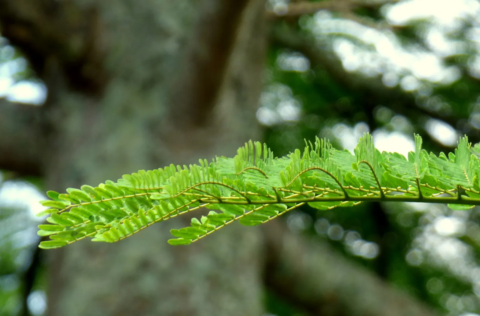 Brazilian Fern Tree (Schizolobium Parahyba) — Prefers full sun and well-drained soil; and while it tolerates a degree of drought once established, image 69