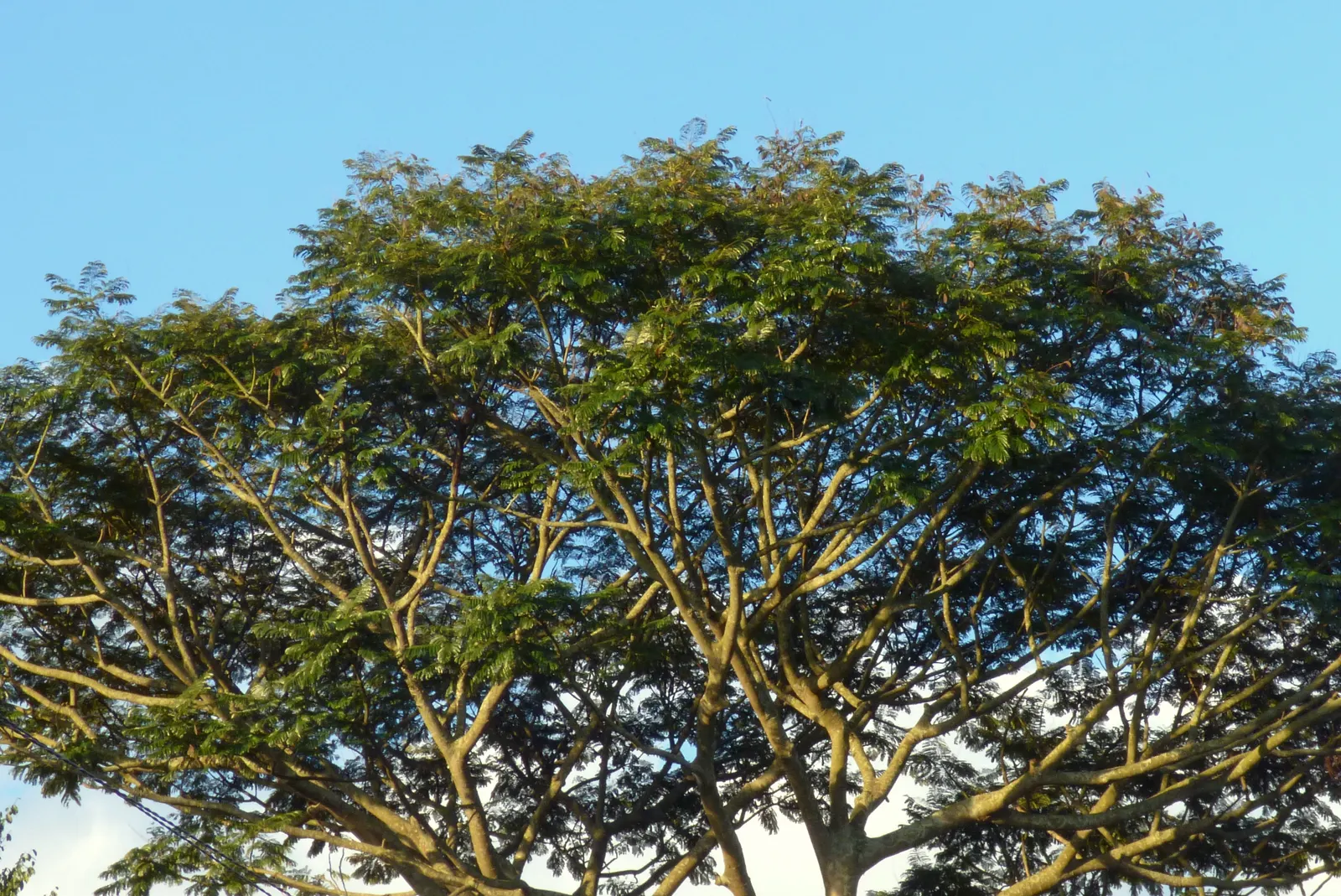 Brazilian Fern Tree (Schizolobium Parahyba) — It dazzles with fern-like leaves and vivid yellow blooms; <br><br>Typically reaching heights of 40 to, image 68