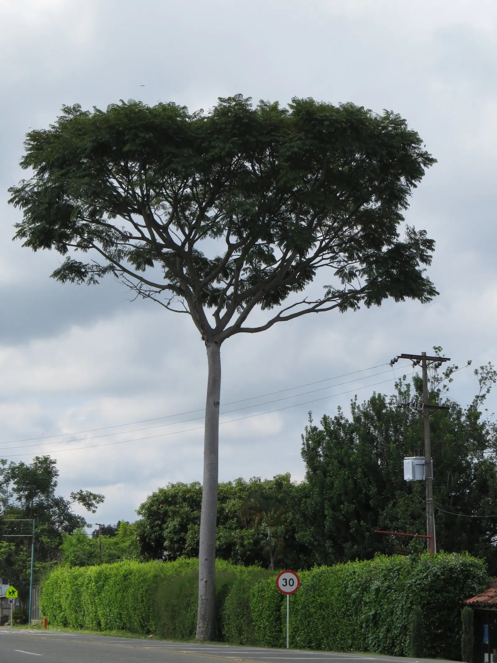 Brazilian Fern Tree (Schizolobium Parahyba) — Hardy to USDA Zone 10, this ornamental thrives in warm climates; prefers full sun and well-drained soil