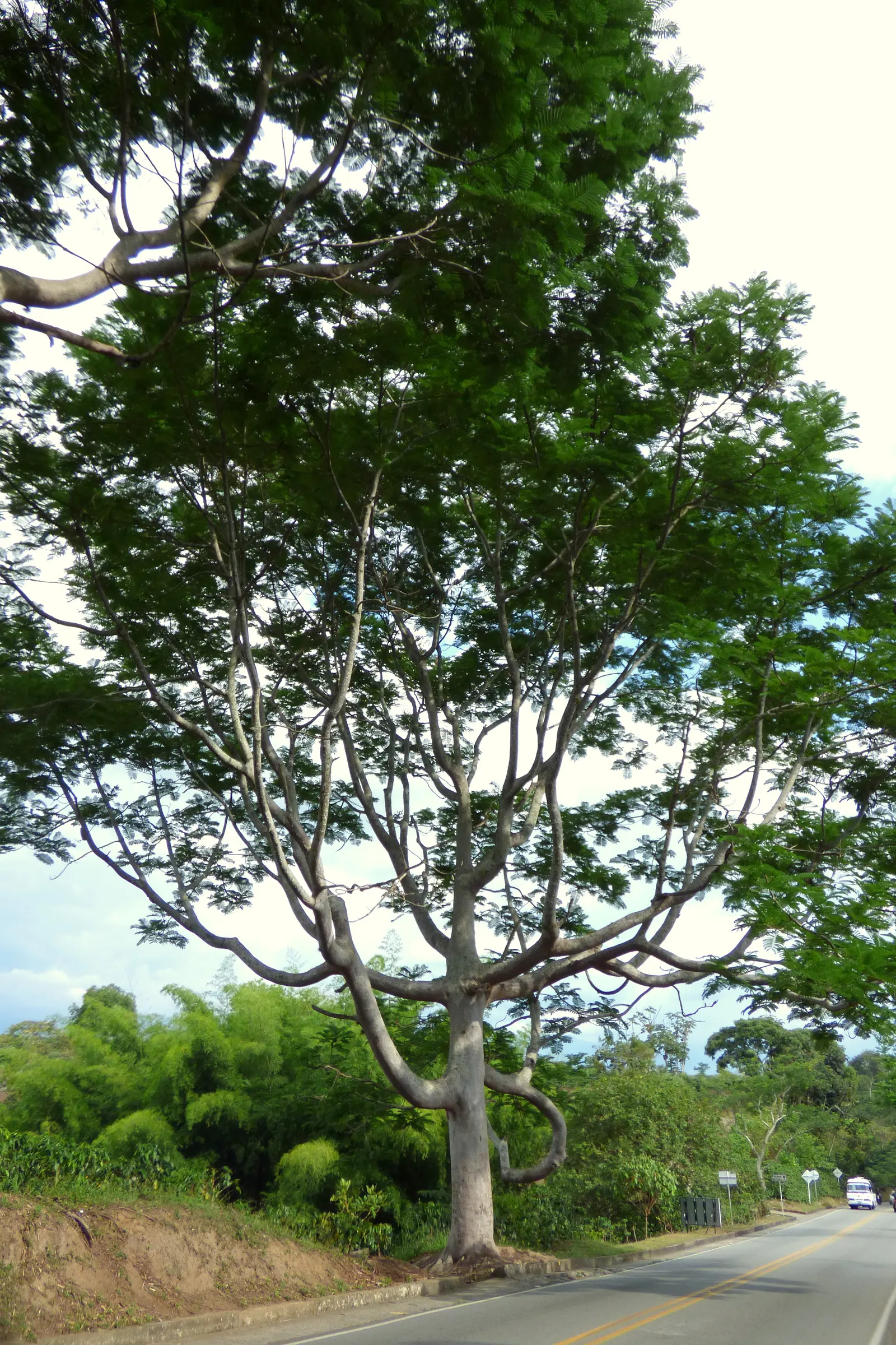 Brazilian Fern Tree (Schizolobium Parahyba) — Hardy to USDA Zone 10, this ornamental thrives in warm climates