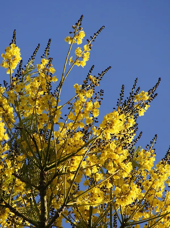 Brazilian Fern Tree (Schizolobium Parahyba) — regular watering promotes optimal growth and health.<br><br>Given its size; yellow flowers in the, image 63