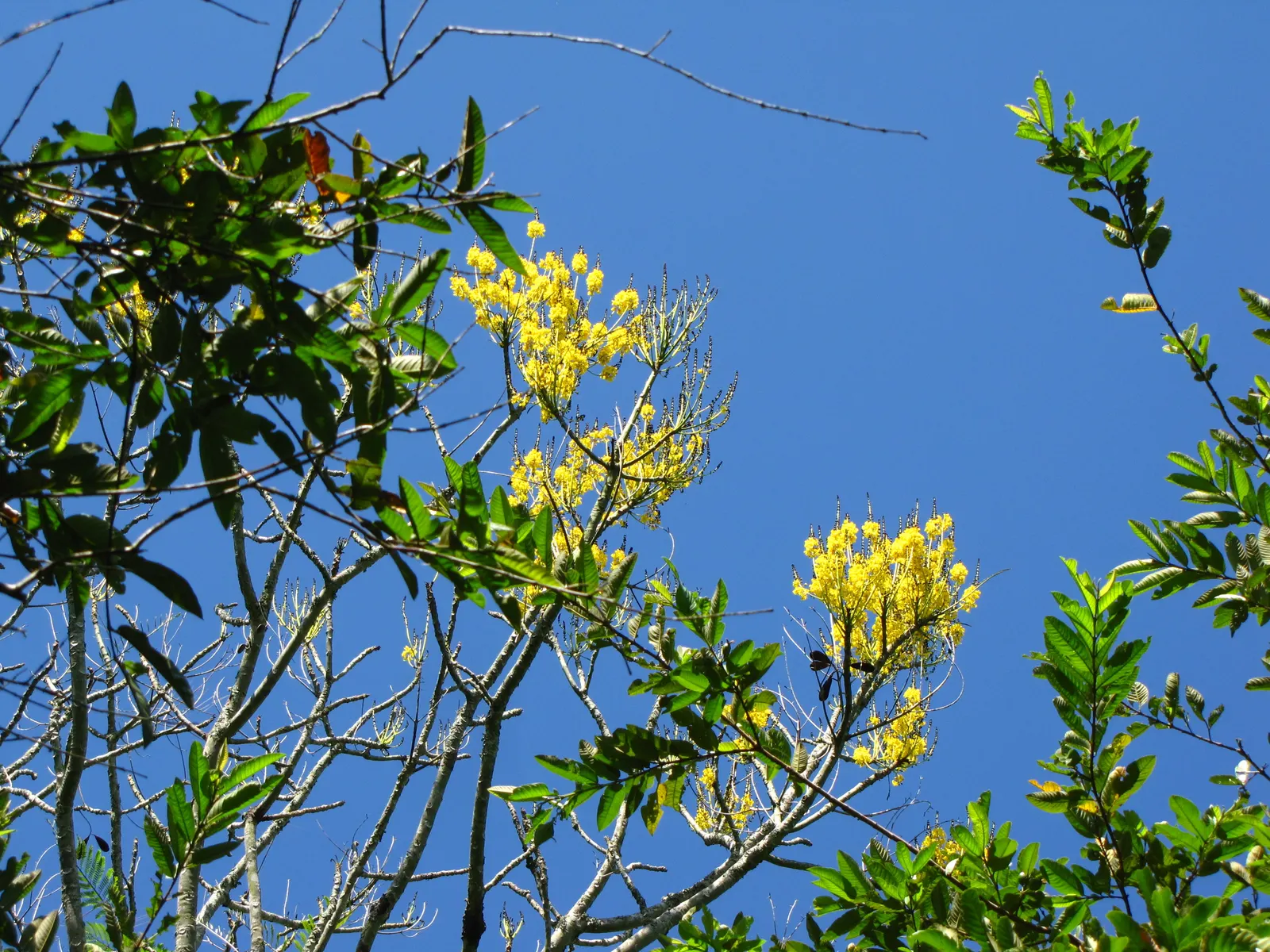 Brazilian Fern Tree (Schizolobium Parahyba) — scientifically known as Schizolobium parahyba; contrasting sharply with the robustness of its, image 49