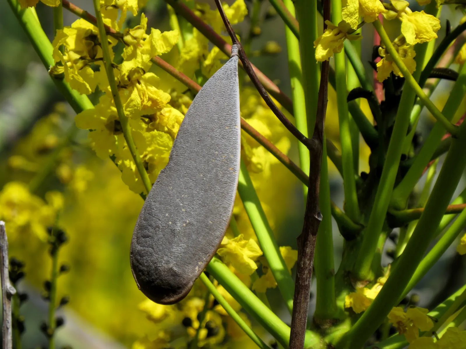 Brazilian Fern Tree (Schizolobium Parahyba) — this deciduous beauty is renowned for its feathery; fern-like foliage that provides a soft and, image 52