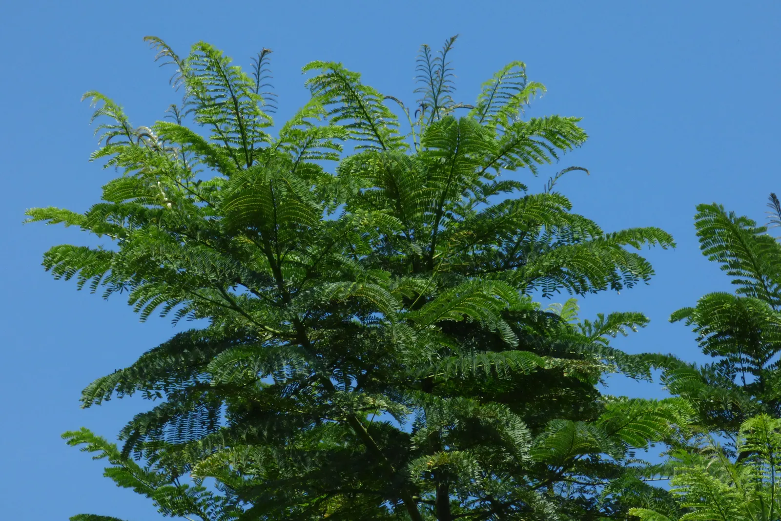 Brazilian Fern Tree (Schizolobium Parahyba) — Hardy to USDA Zone 10, this ornamental thrives in warm climates; prefers full sun and well-drained, image 48