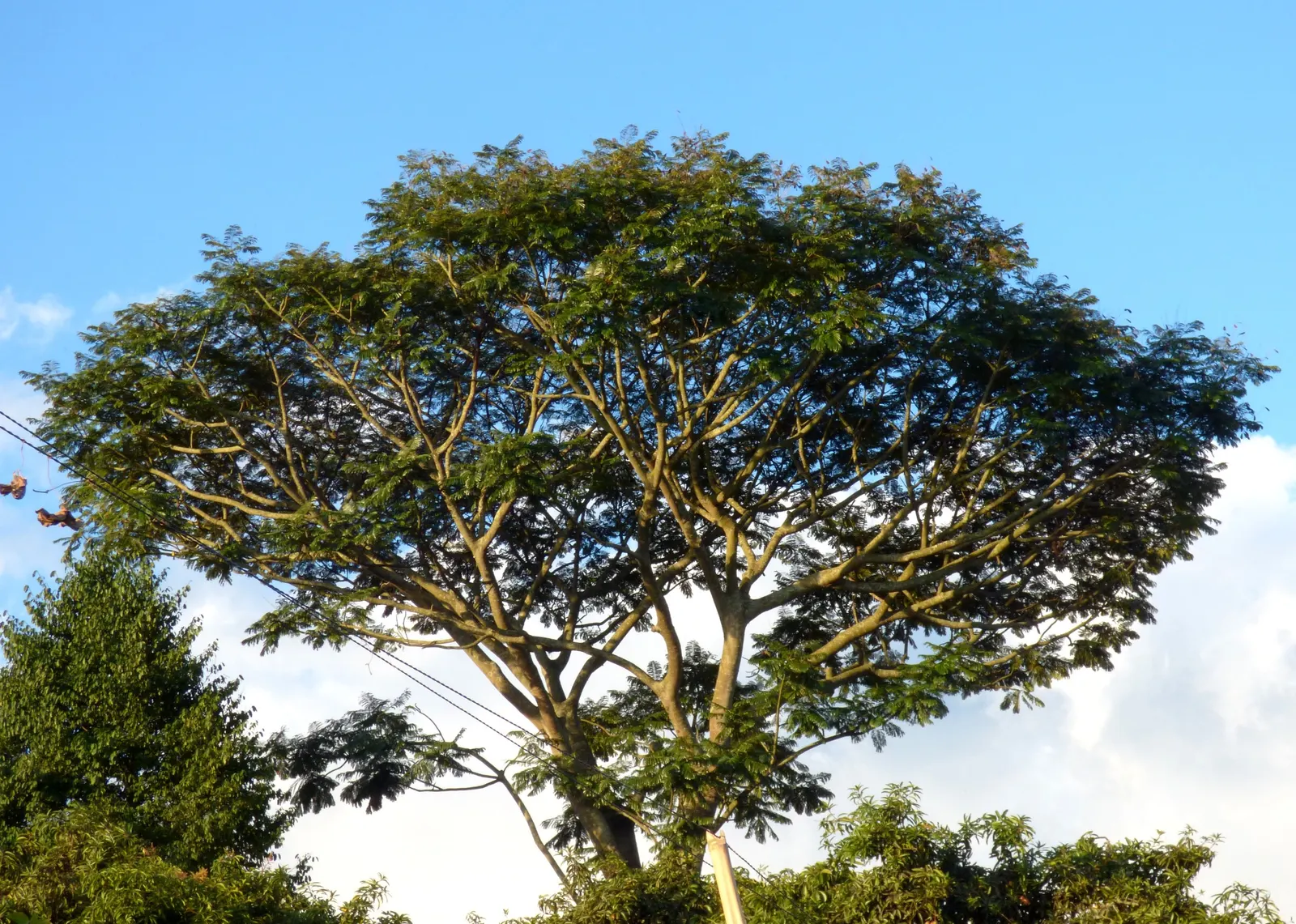 Brazilian Fern Tree (Schizolobium Parahyba) — It dazzles with fern-like leaves and vivid yellow blooms; <br><br>Typically reaching heights of 40 to 60 feet