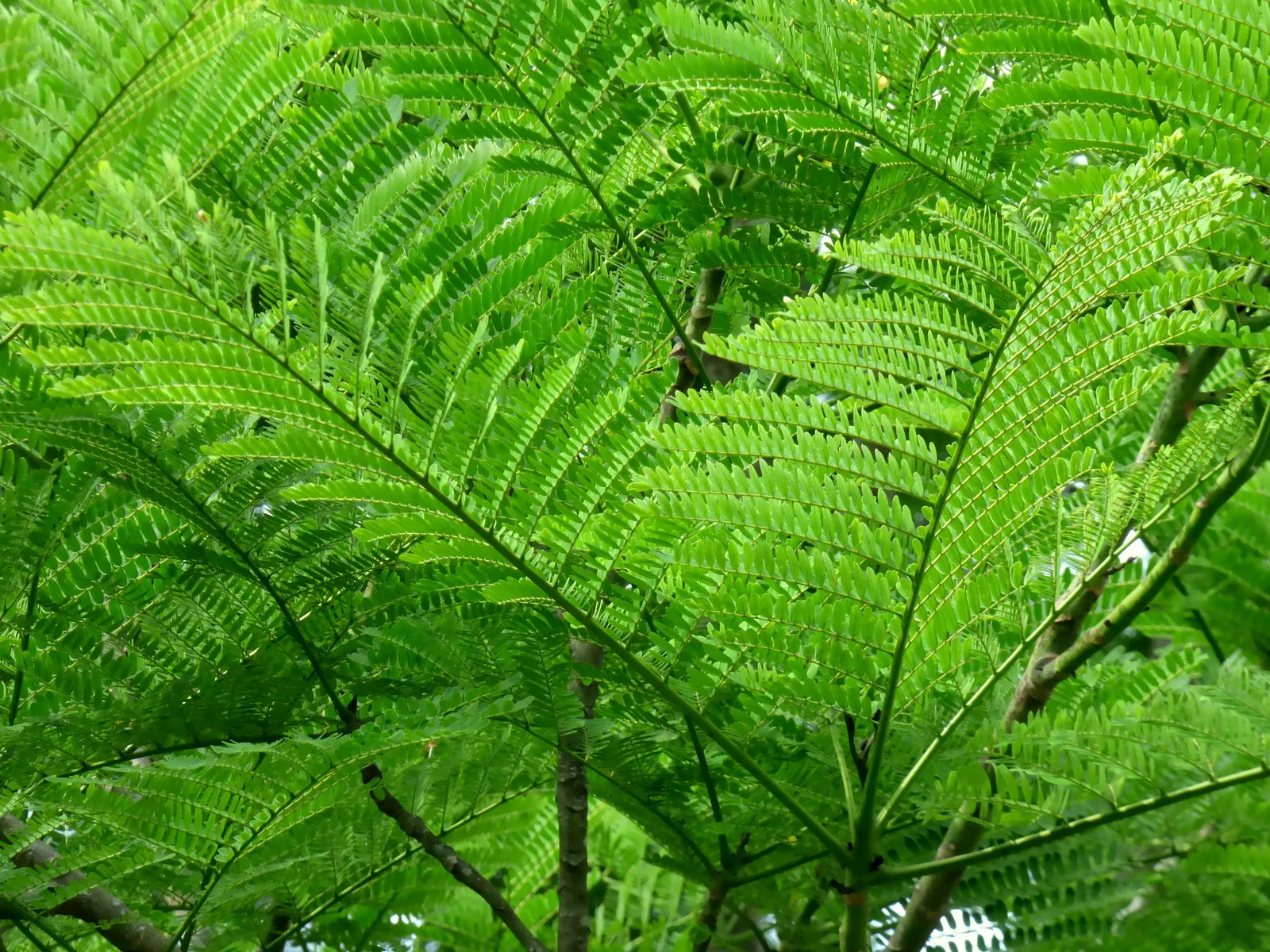 Brazilian Fern Tree (Schizolobium Parahyba) — scientifically known as Schizolobium parahyba; contrasting sharply with the robustness of its structure
