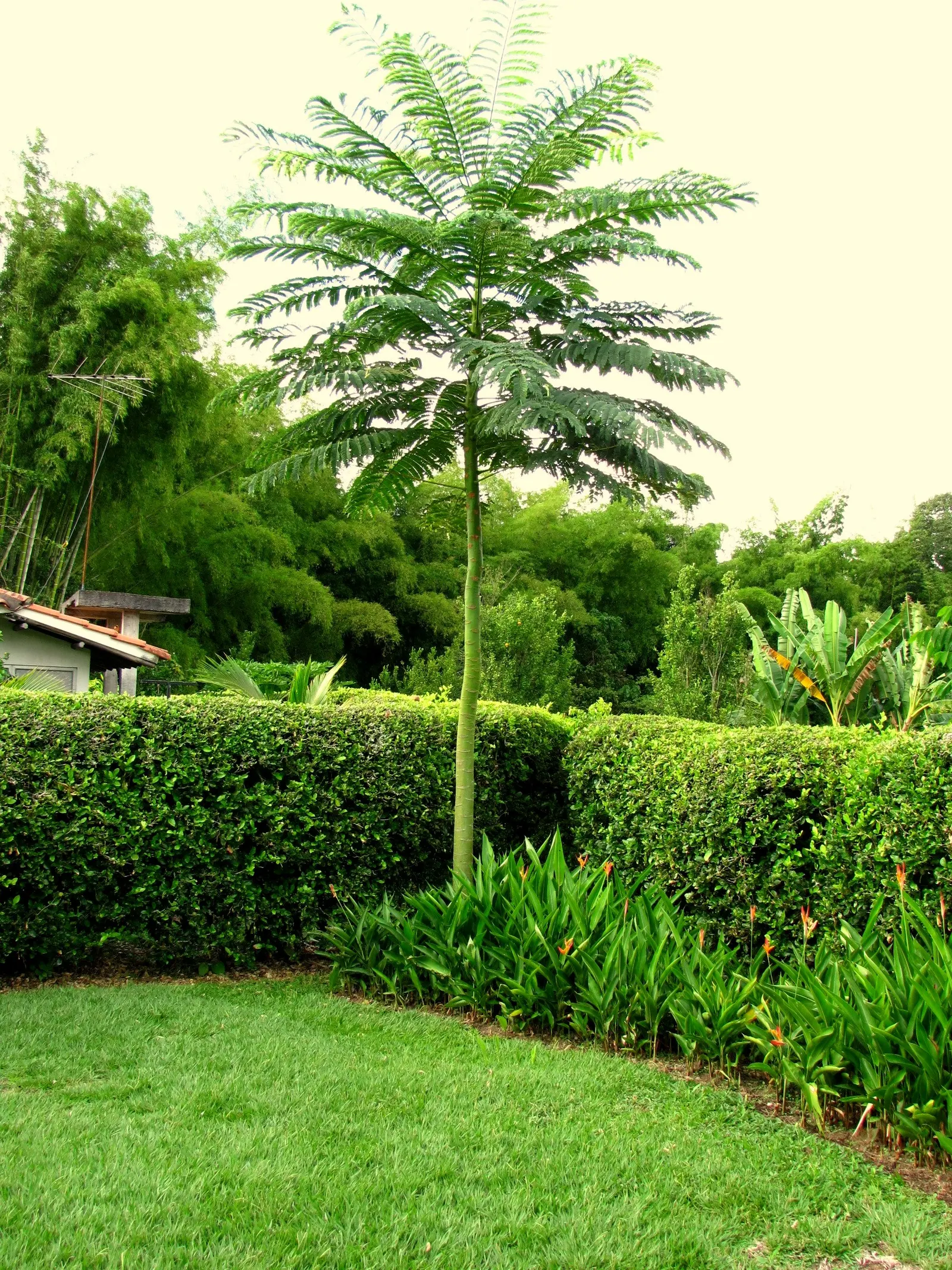 Brazilian Fern Tree (Schizolobium Parahyba) — tropical deciduous tree reaching up to 40-50 ft tall; hardy to USDA Zone 10, this ornamental thrives, image 45