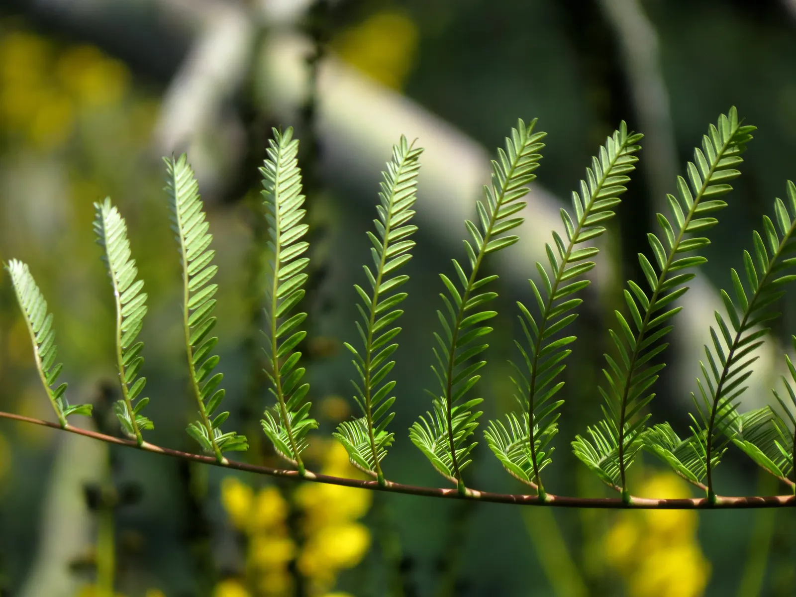 Brazilian Fern Tree (Schizolobium Parahyba) — Native to Brazil and parts of Central America; it dazzles with fern-like leaves and vivid yellow blooms