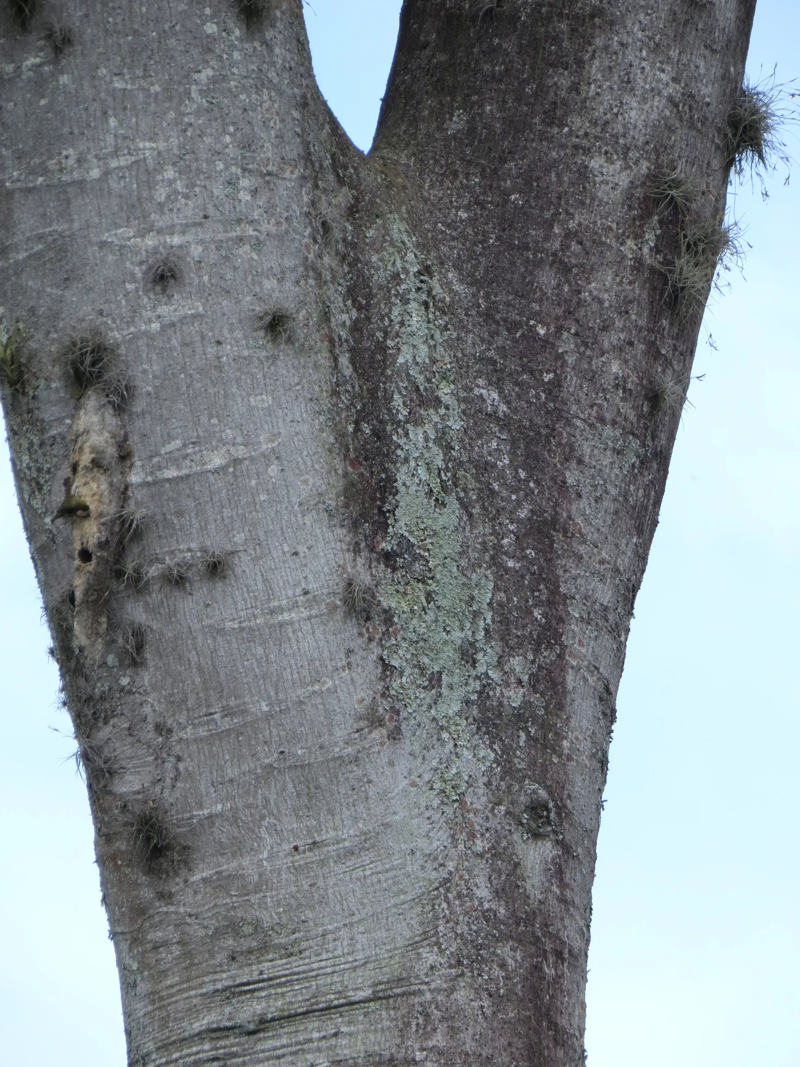 Brazilian Fern Tree (Schizolobium Parahyba) — yellow flowers in the garden; scientifically known as Schizolobium parahyba