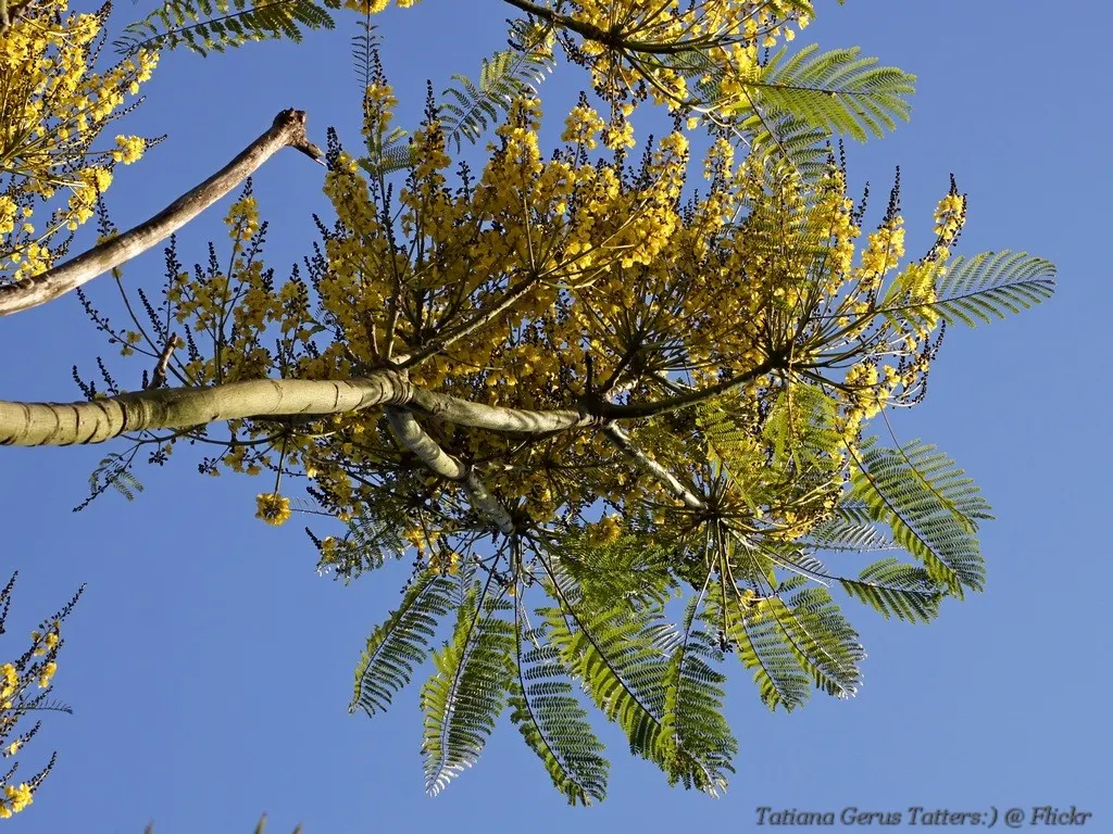 Brazilian Fern Tree (Schizolobium Parahyba) — fern-like foliage that provides a soft and delicate texture; yellow flowers that resemble a, image 53