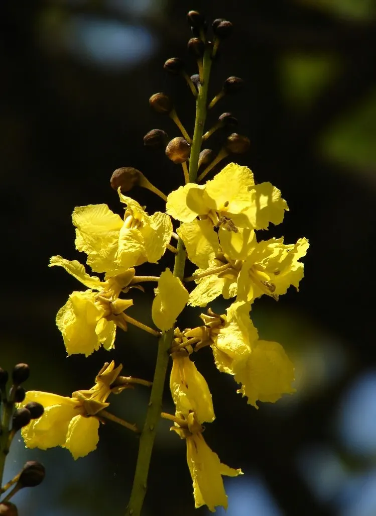 Brazilian Fern Tree (Schizolobium Parahyba) — <br><br>Typically reaching heights of 40 to 60 feet with a canopy spread of 15 to 25 feet; this, image 55