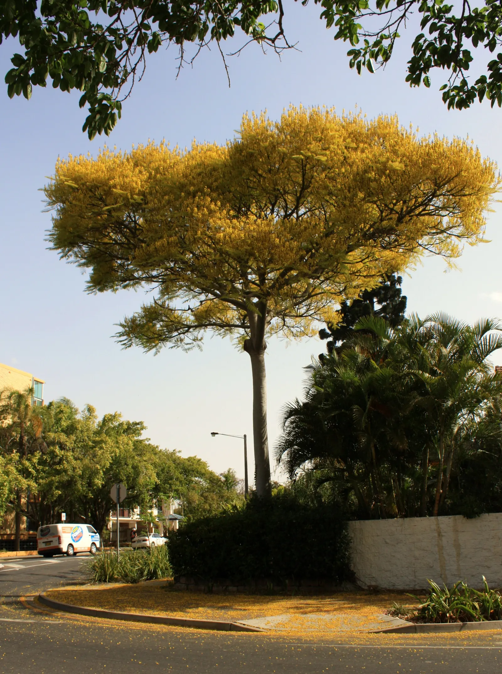 Brazilian Fern Tree (Schizolobium Parahyba) — the Brazilian Fern Tree grows at an impressively fast rate; airy crown create a light