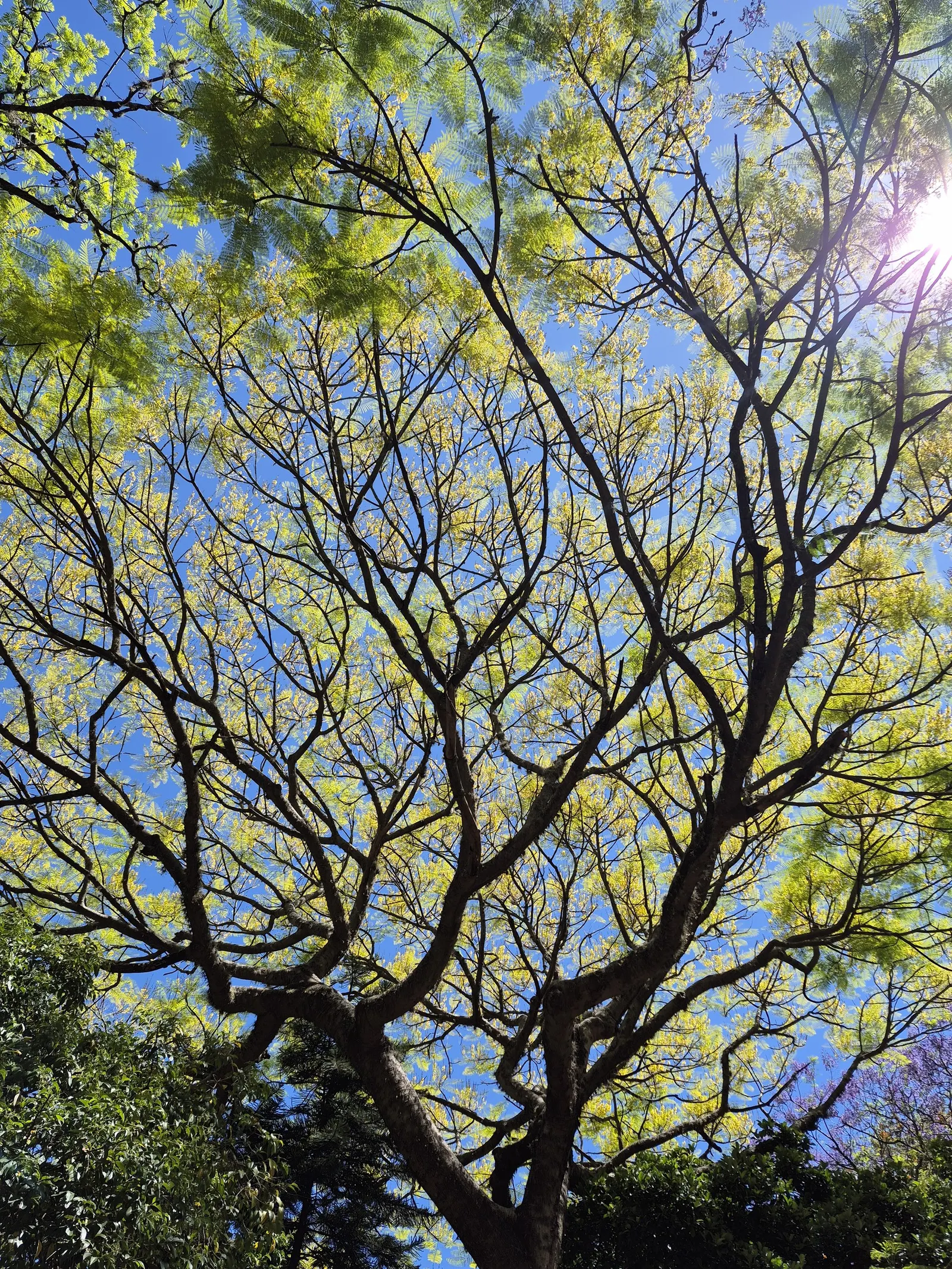 Brazilian Fern Tree (Schizolobium Parahyba) — scientifically known as Schizolobium parahyba