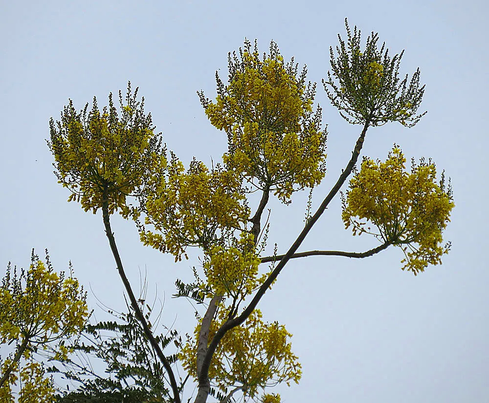 Brazilian Fern Tree (Schizolobium Parahyba) — and while it tolerates a degree of drought once established; often adding up to 10 feet in height, image 62