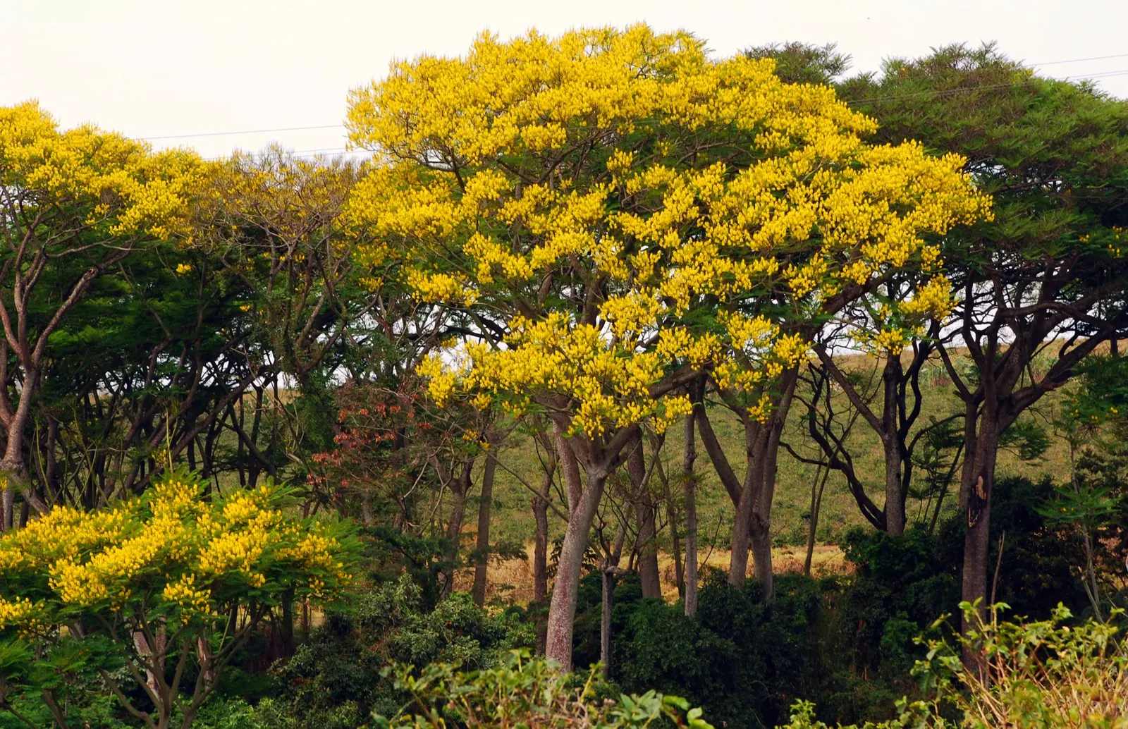 Brazilian Fern Tree (Schizolobium Parahyba) — tropical deciduous tree reaching up to 40-50 ft tall