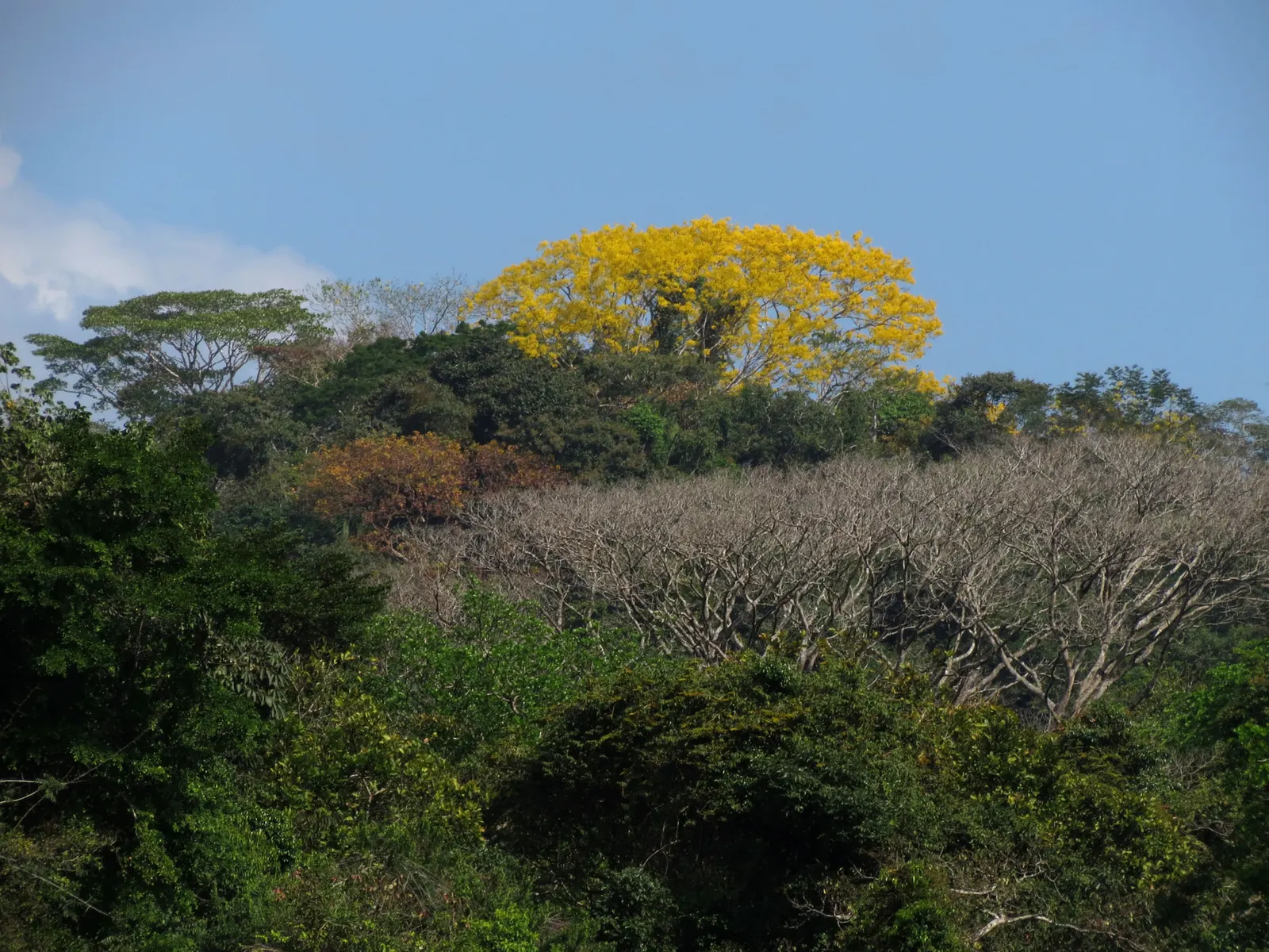 Brazilian Fern Tree (Schizolobium Parahyba) — regular watering promotes optimal growth and health.<br><br>Given its size; yellow flowers in the garden