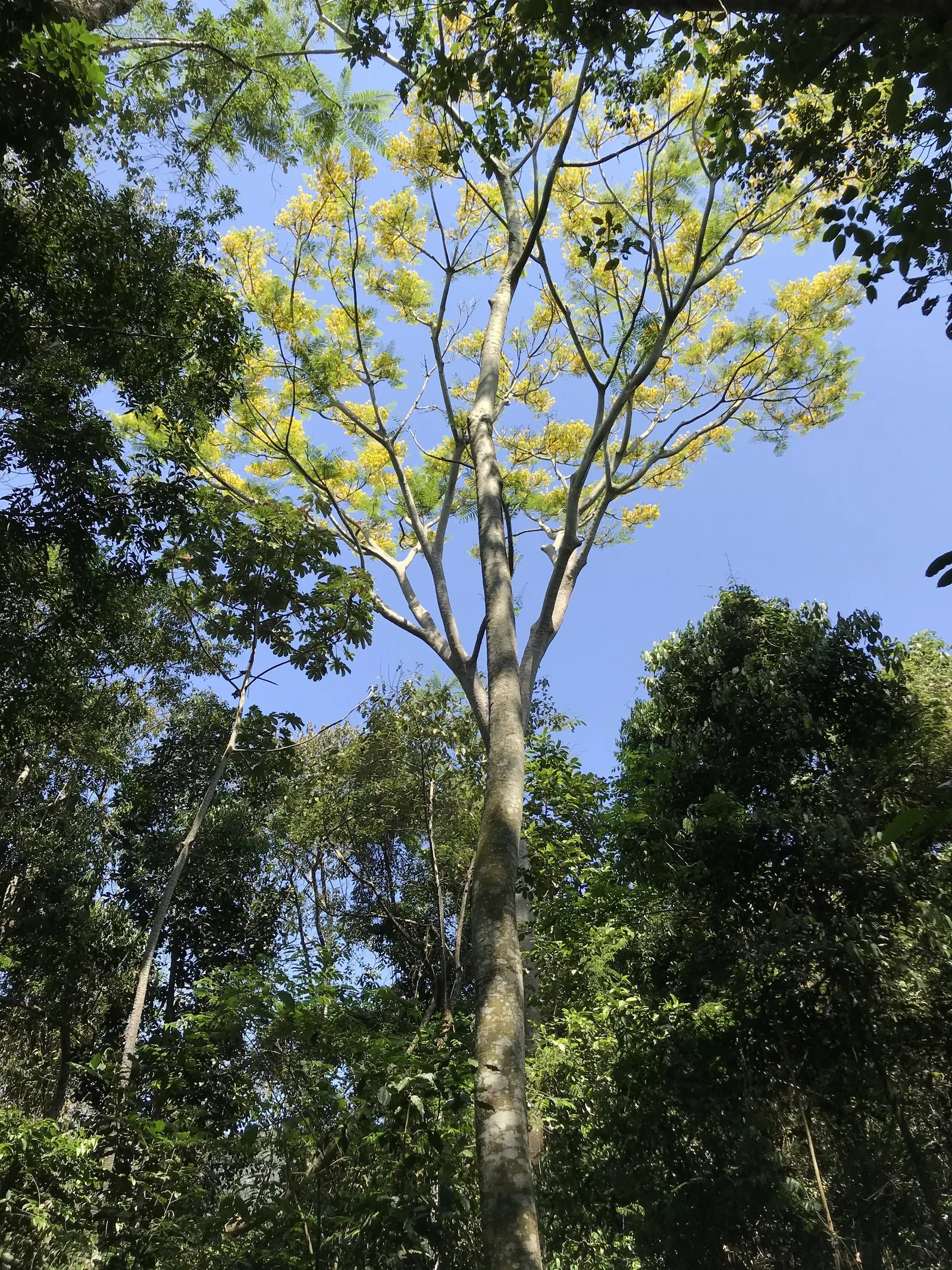 Brazilian Fern Tree (Schizolobium Parahyba) — grayish-green bark and the open; native to Brazil and parts of Central America, image 58