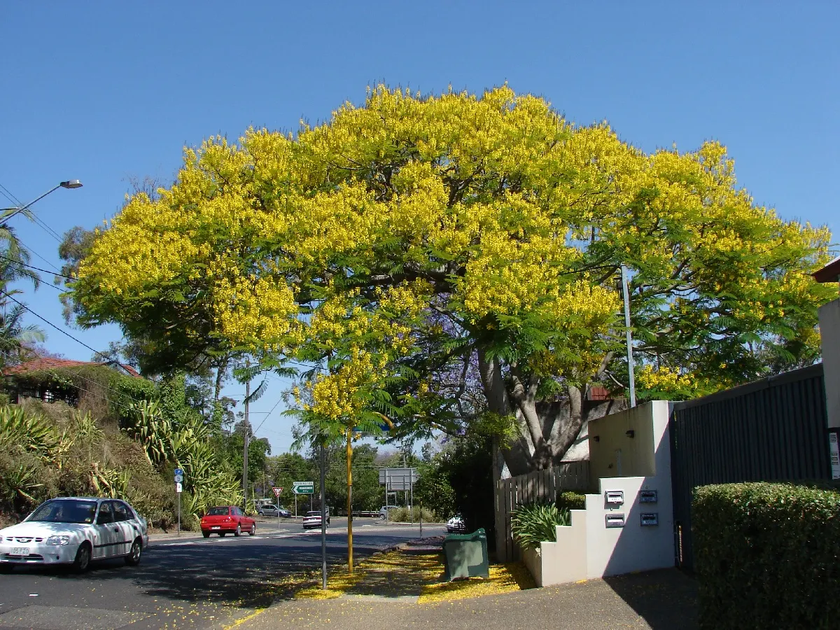 Brazilian Fern Tree (Schizolobium Parahyba) — tropical deciduous tree reaching up to 40-50 ft tall; hardy to USDA Zone 10, this ornamental thrives in warm