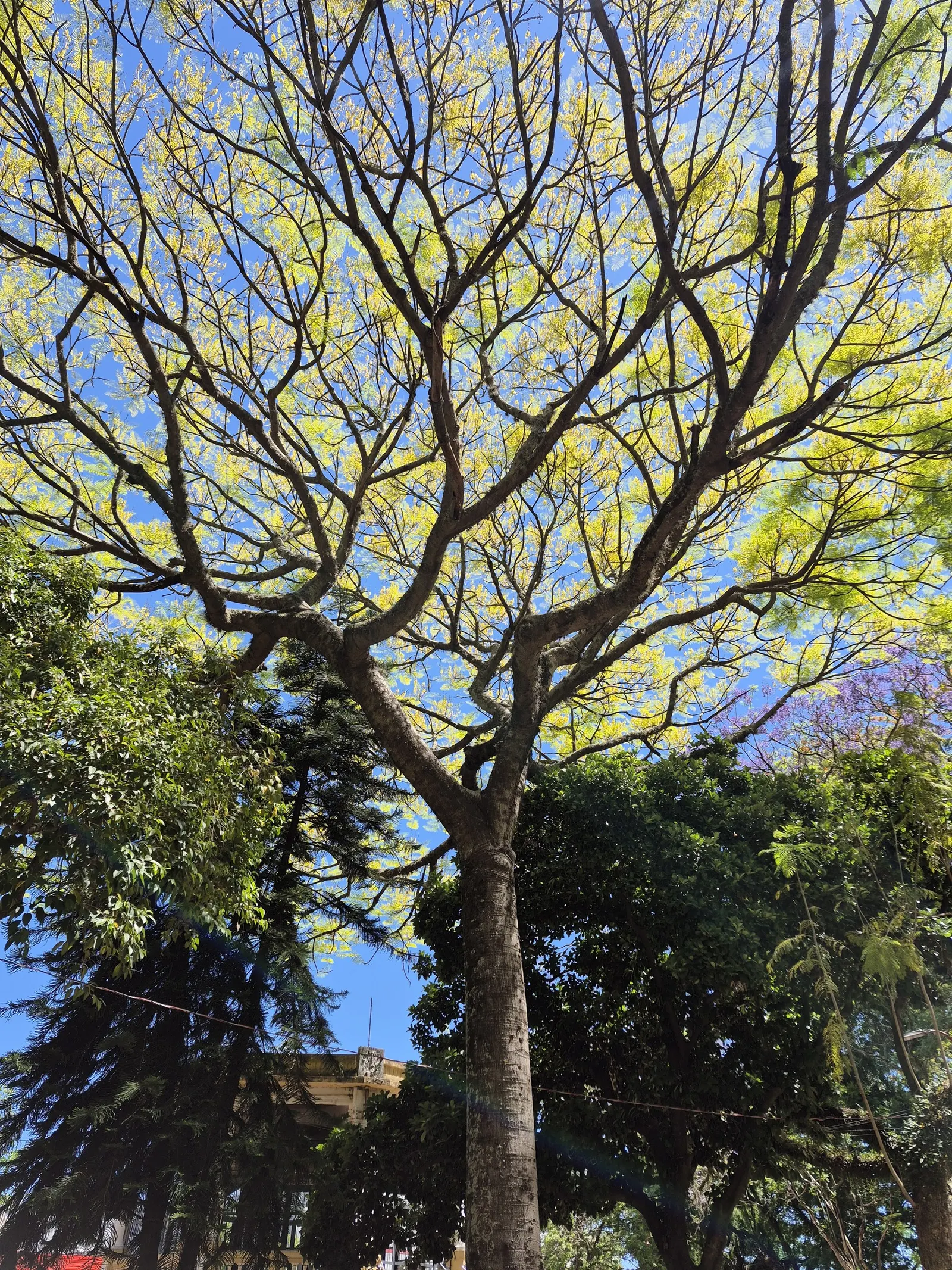 Brazilian Fern Tree (Schizolobium Parahyba) — regular watering promotes optimal growth and health.<br><br>Given its size