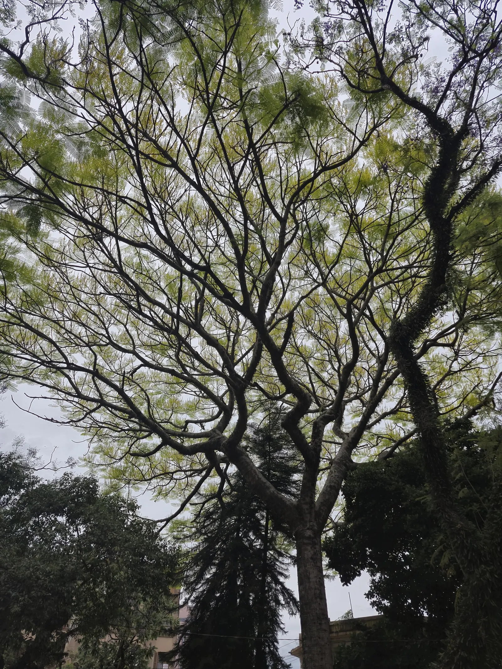 Brazilian Fern Tree (Schizolobium Parahyba) — tropical deciduous tree reaching up to 40-50 ft tall; hardy to USDA Zone 10, this ornamental thrives, image 67