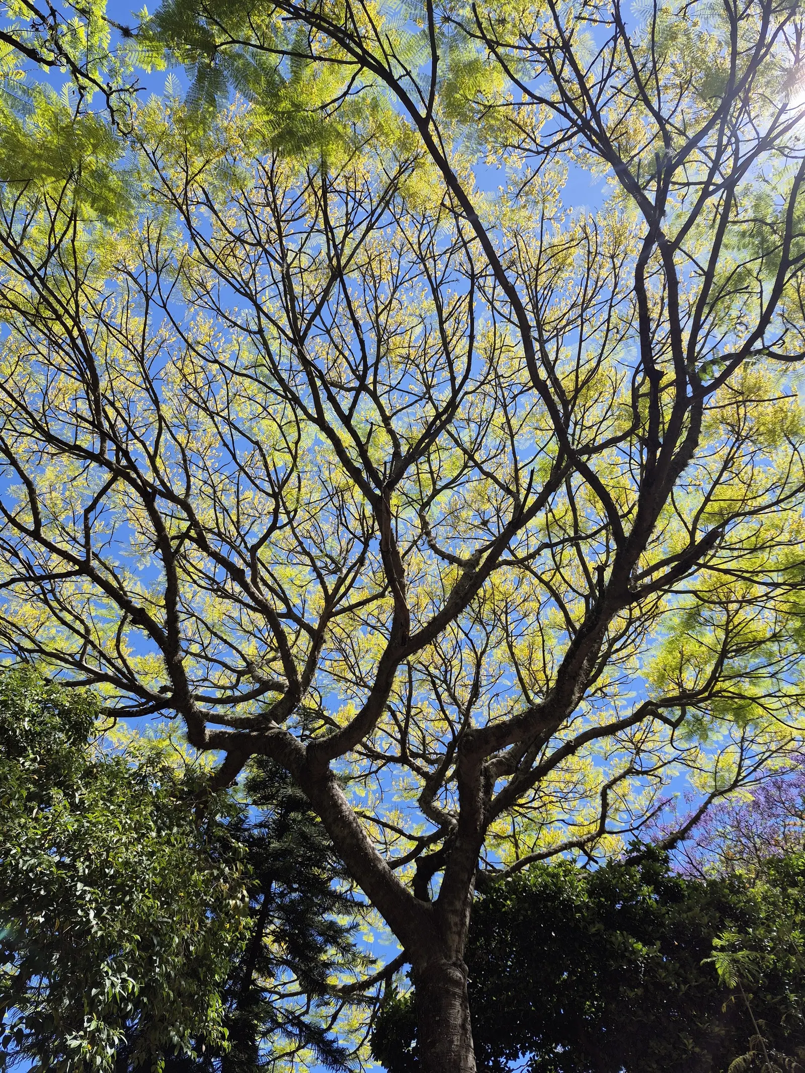 Brazilian Fern Tree (Schizolobium Parahyba) — the Brazilian Fern Tree grows at an impressively fast rate; airy crown create a light, image 56